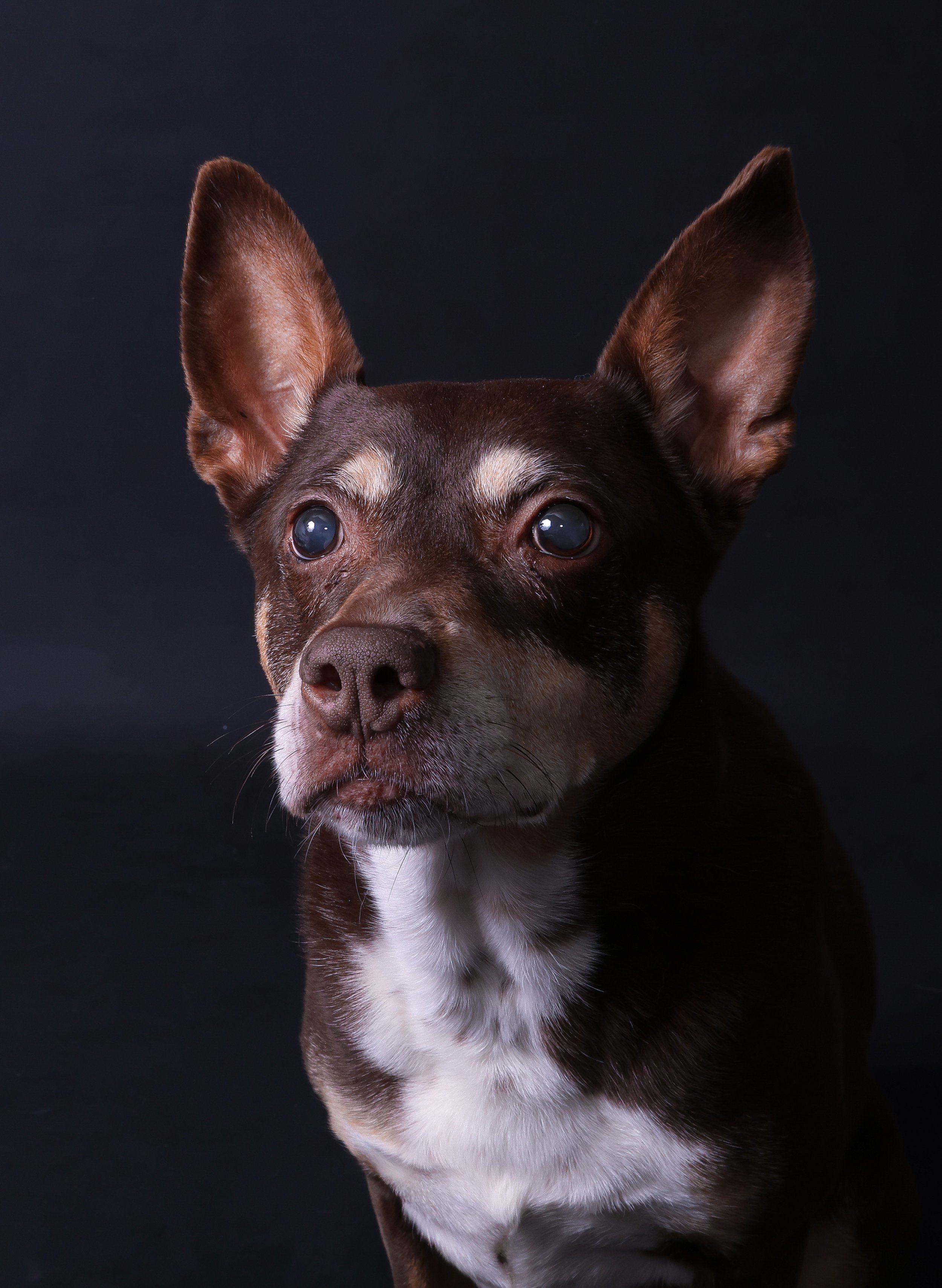 Close-up portrait of a small brown dog with large erect ears and a white chest, against a black background.