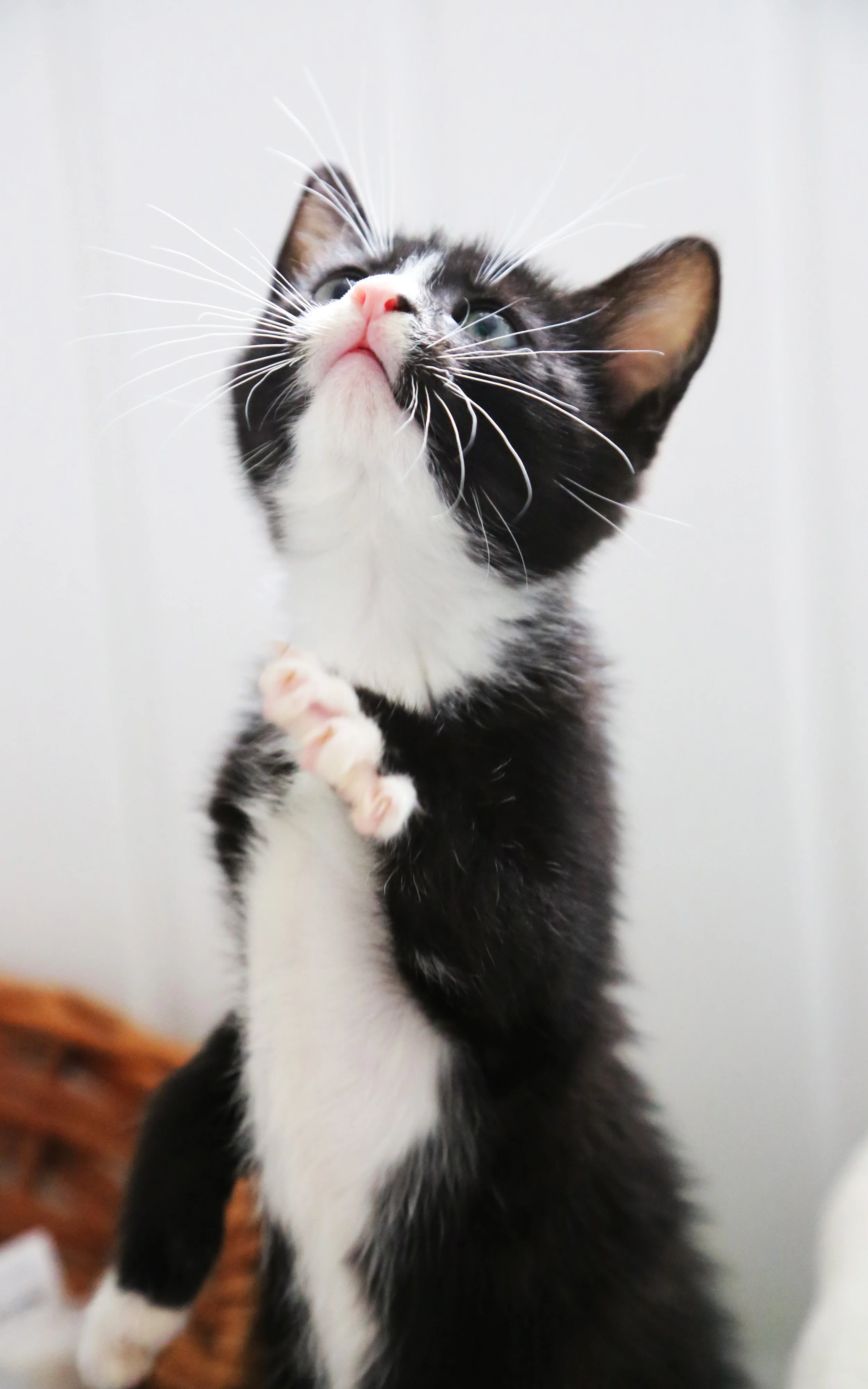 Black and white kitten with pink nose and paws looking up.