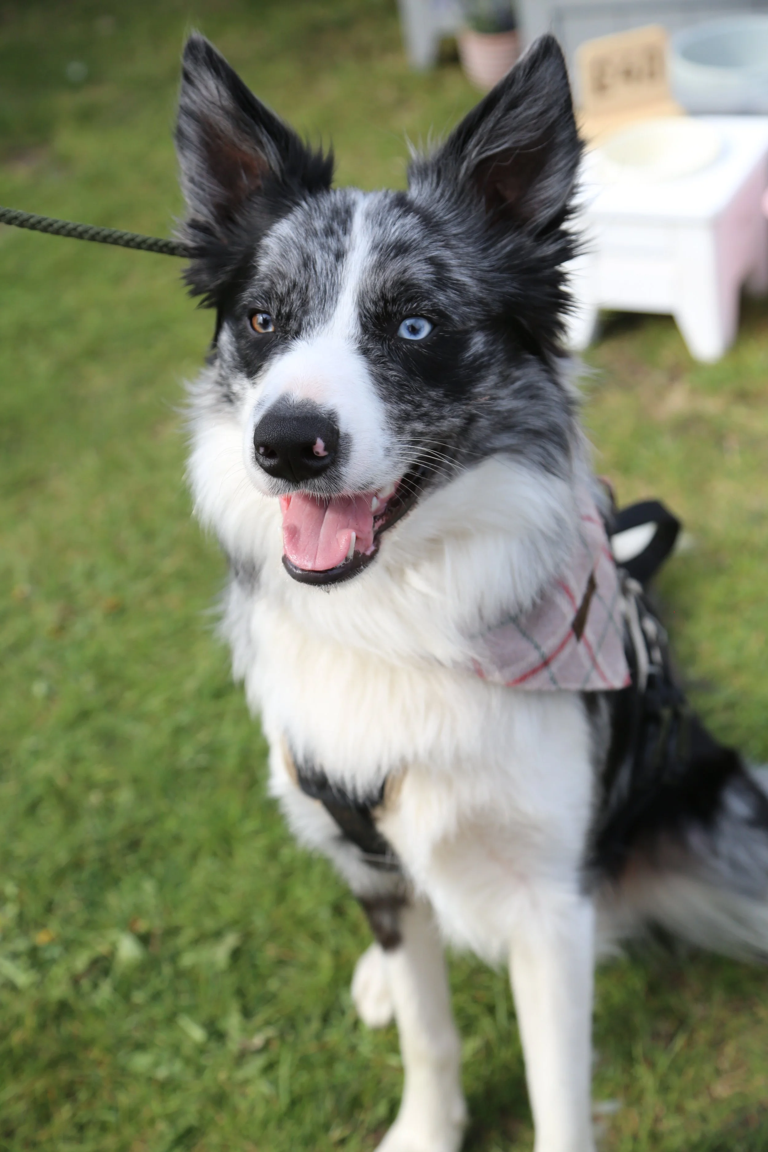 A happy Border Collie with heterochromatic eyes, one blue and one brown, sitting outdoors on grass, wearing a harness and a plaid bandana.