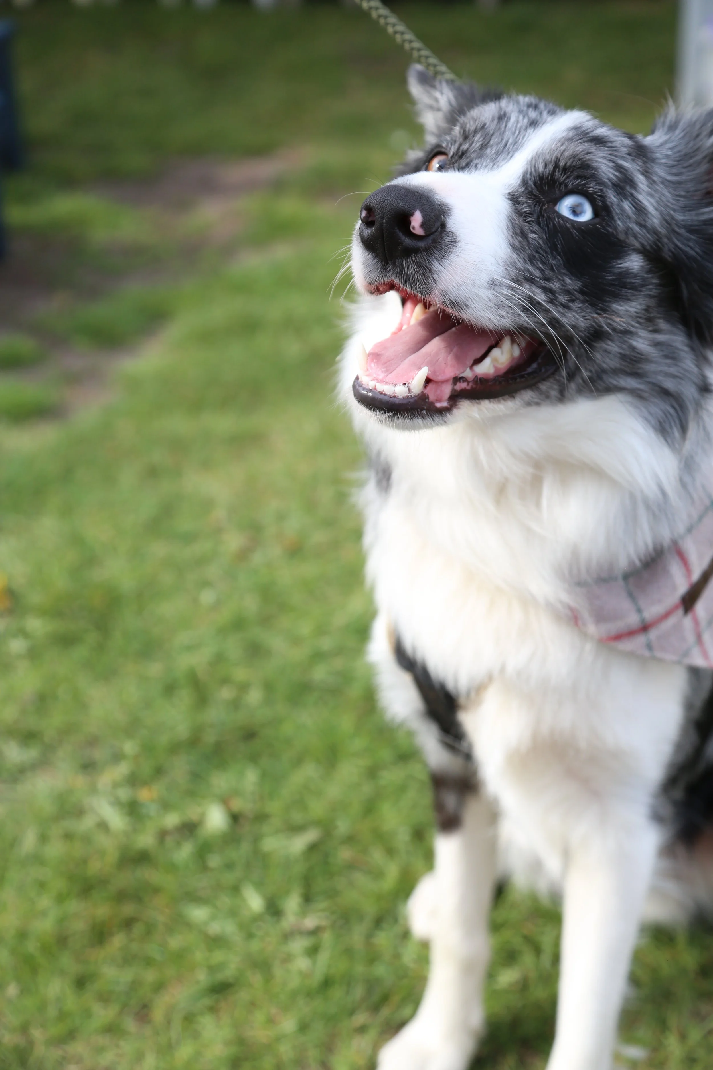 A happy, black and white Australian Shepherd dog with blue eyes, panting outdoors on green grass.