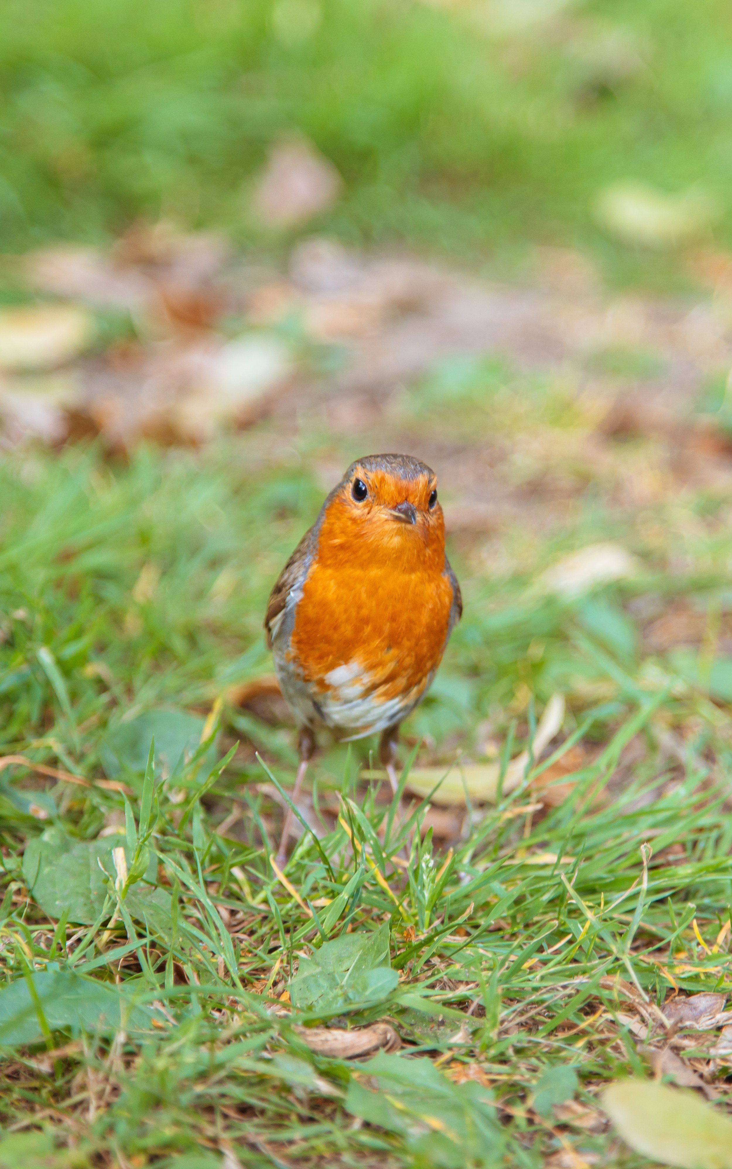 A small bird with an orange breast and face, and brown wings, standing on green grass with some leaves and twigs.