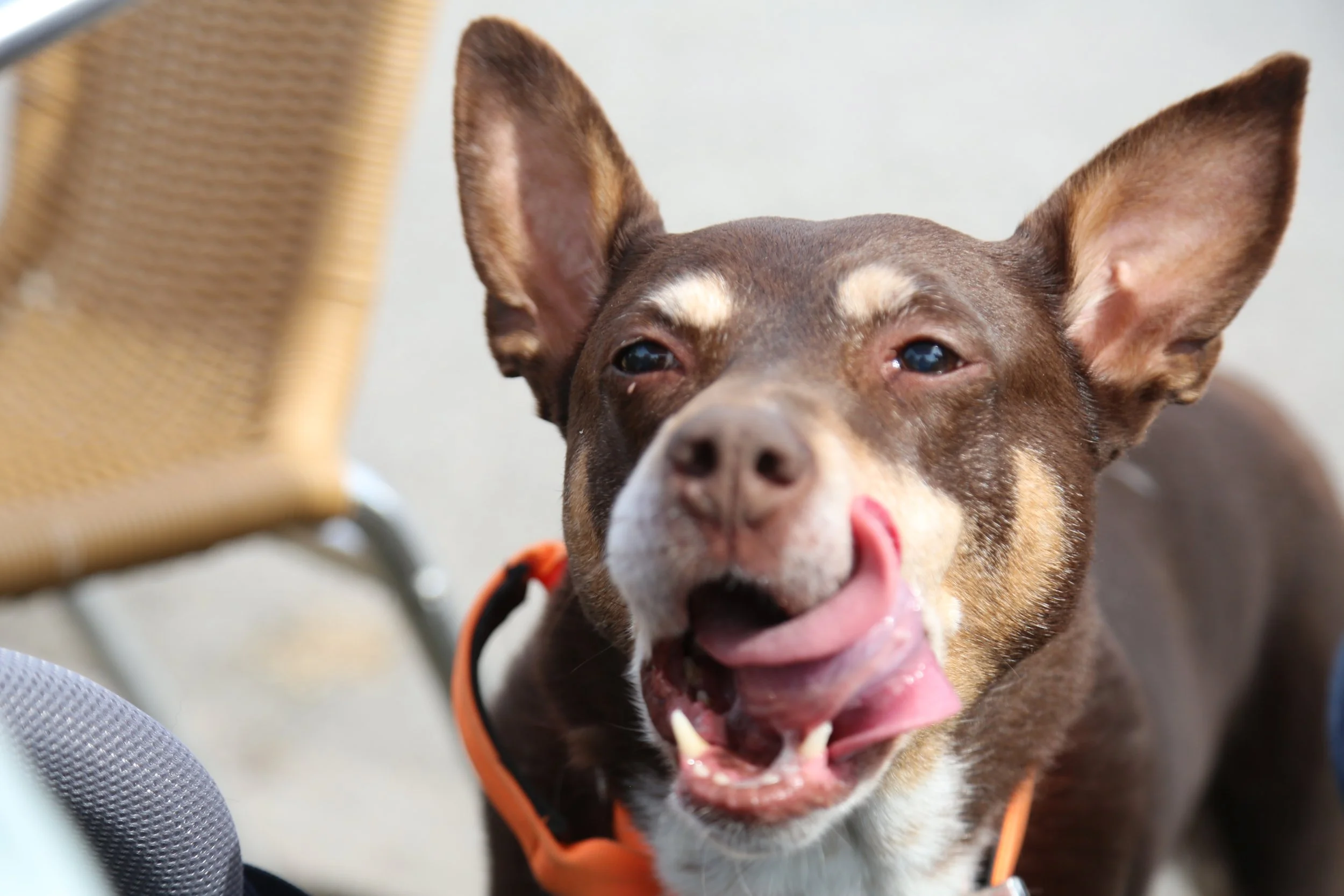 Brown dog with large ears licking its nose, wearing an orange collar, indoors.