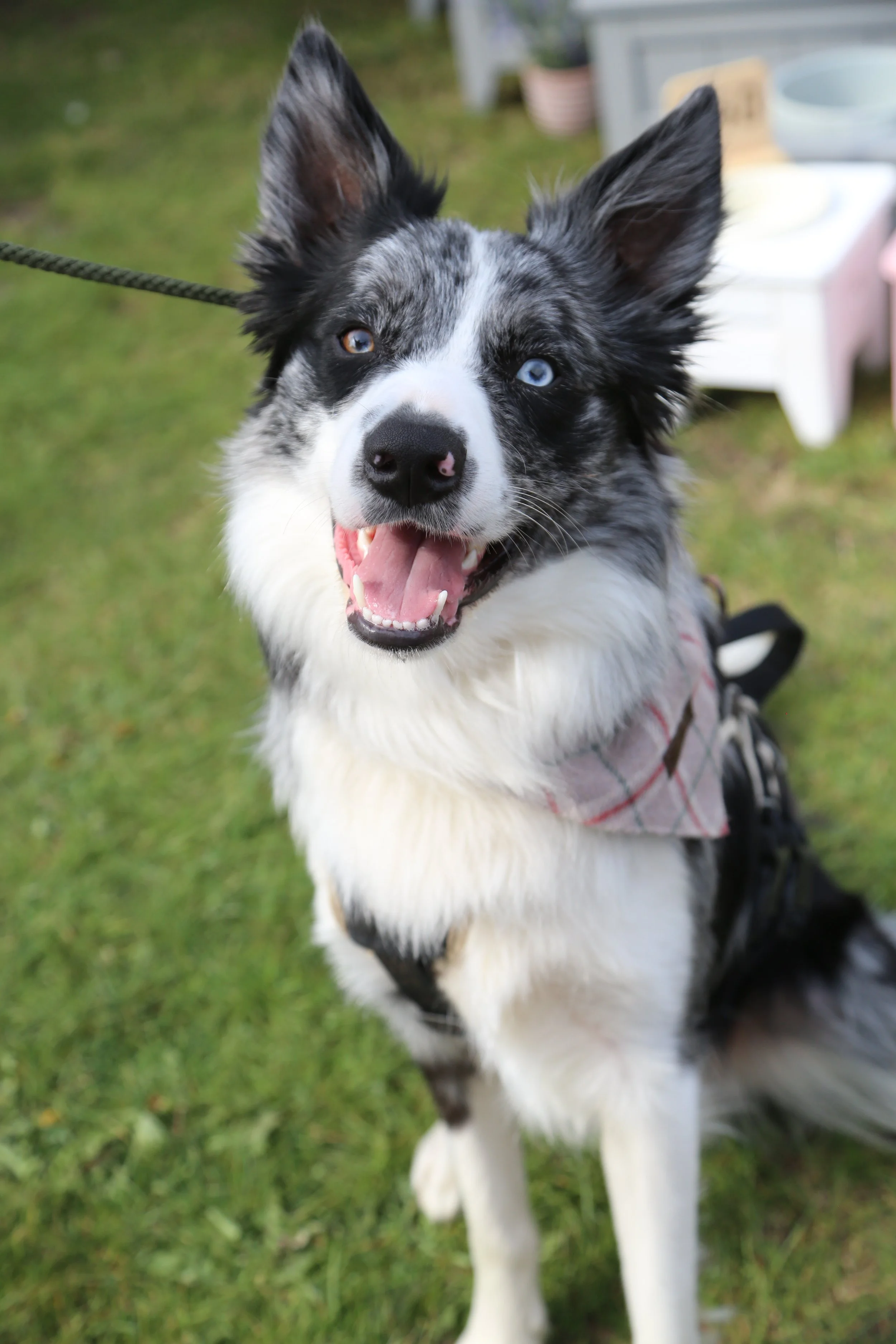 Close-up of a happy Border Collie dog with a black and white coat, one blue eye, and one brown eye, sitting on green grass with a pink harness.