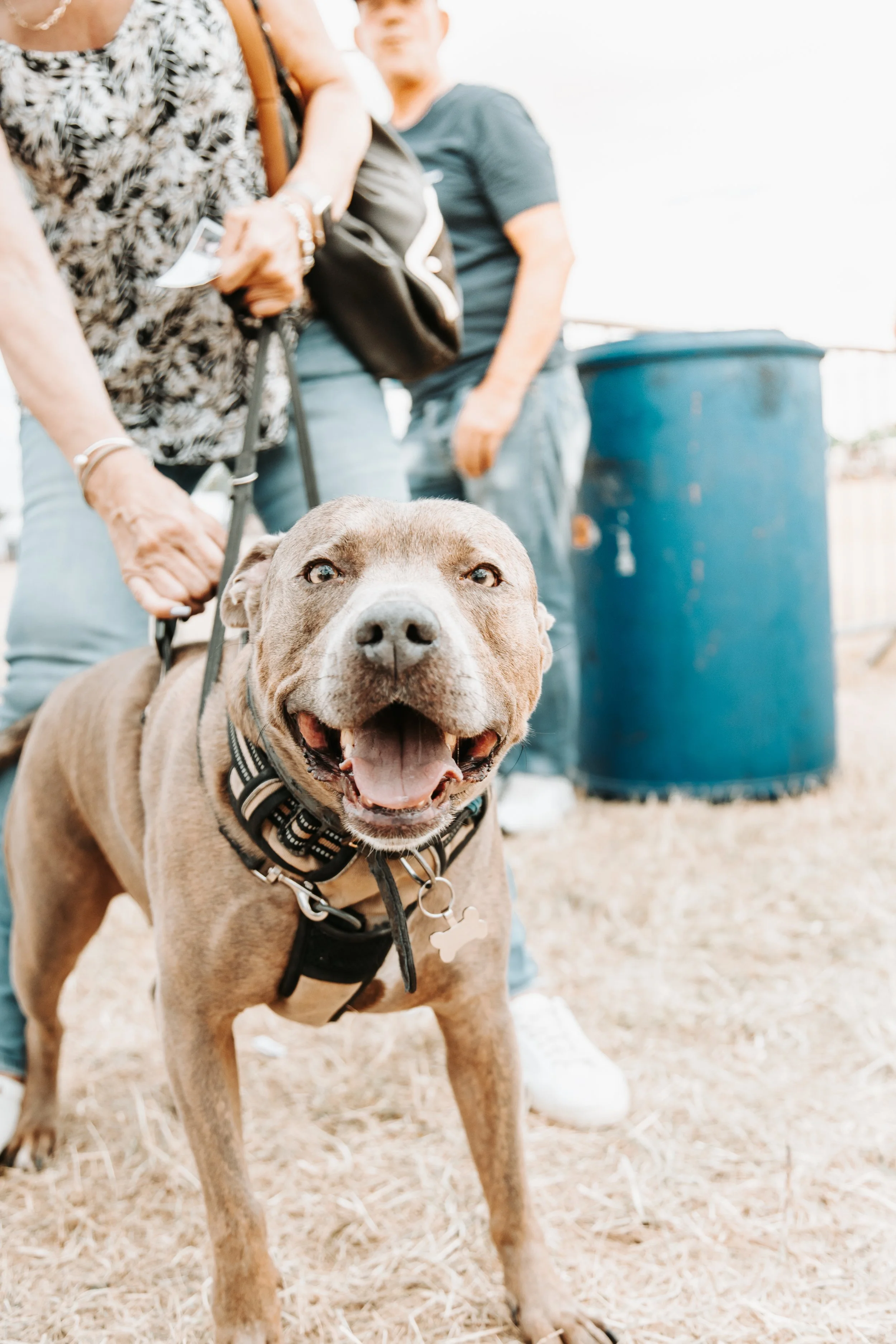A smiling brown dog with a black harness and collar stands on a dirt ground, held on a leash by a person wearing a patterned shirt. Two people stand in the background near a large blue trash bin.