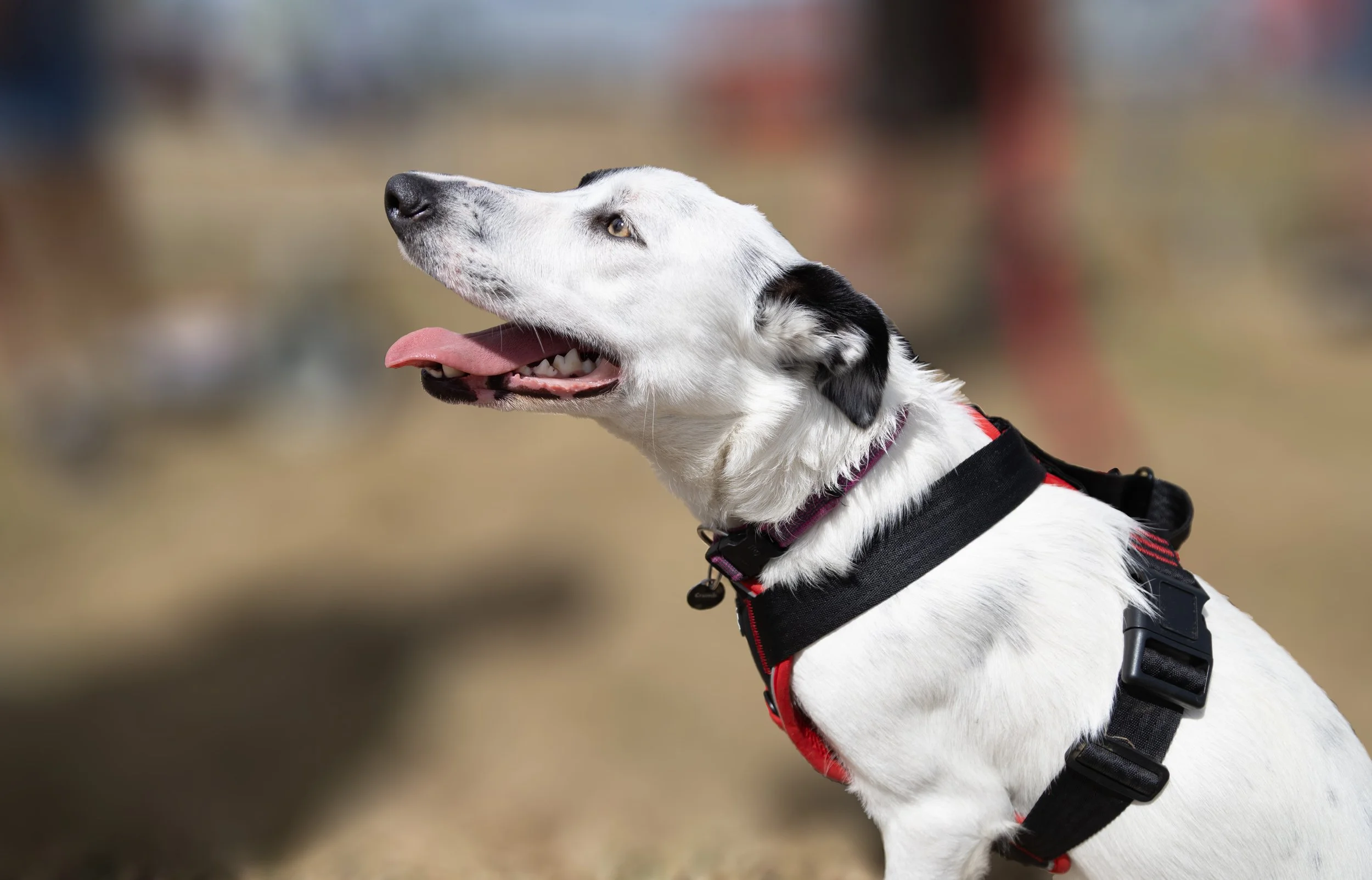 A white dog with black markings on its ears and a black harness, sitting outdoors with its tongue out and looking up.