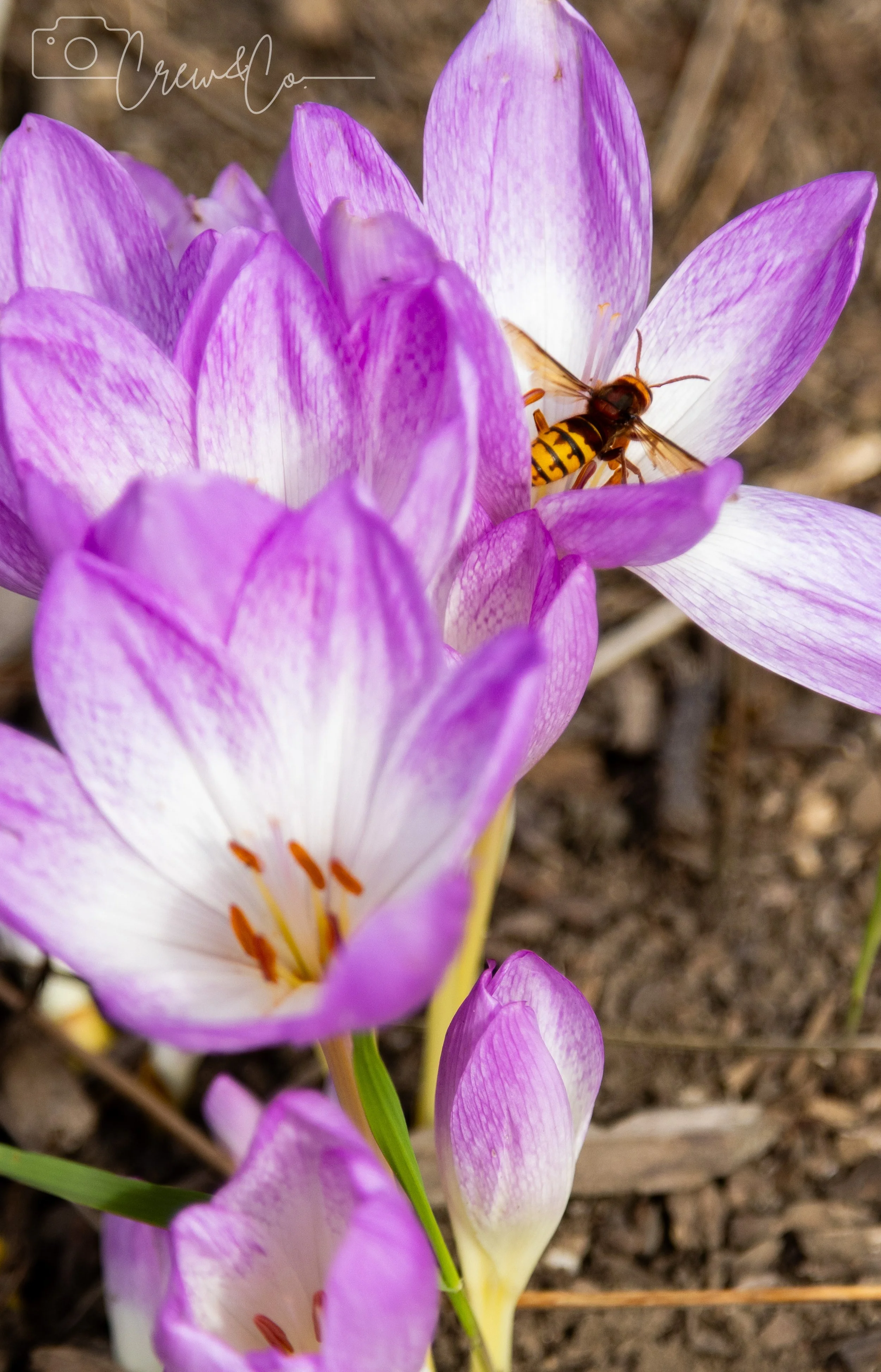 Close-up of purple crocus flowers with a bee collecting pollen.