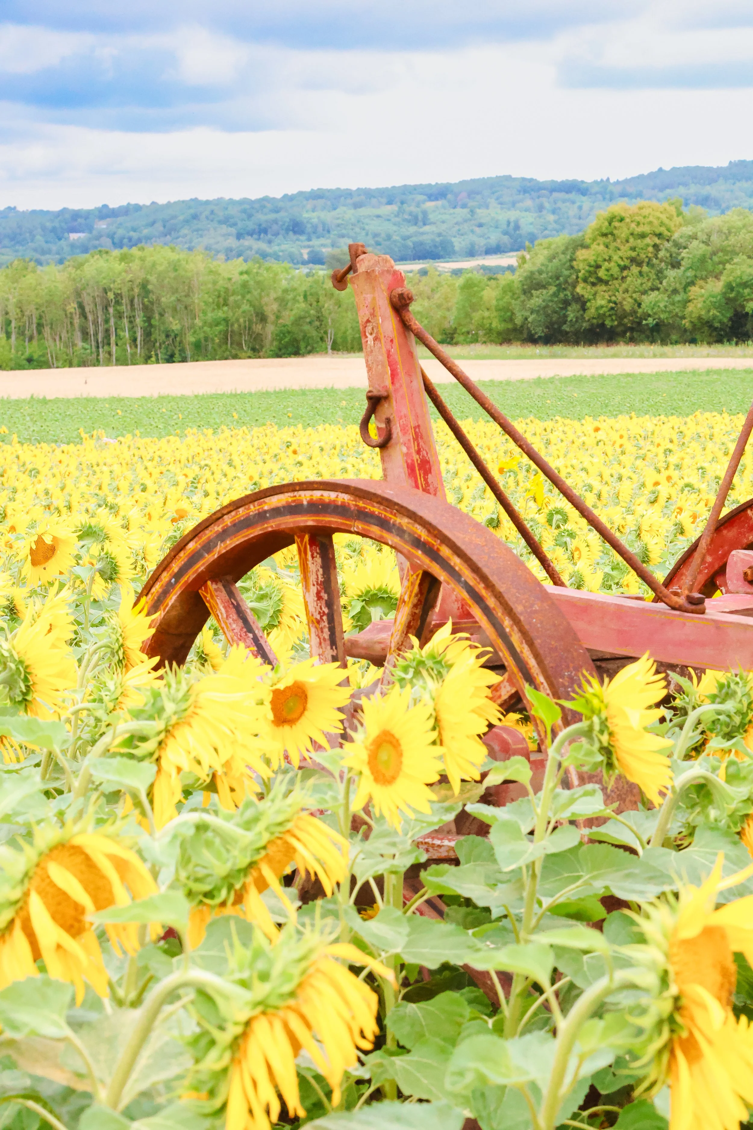 Old, rusty farming equipment amidst a field of yellow sunflowers with green foliage, set against a backdrop of distant trees and a cloudy sky.