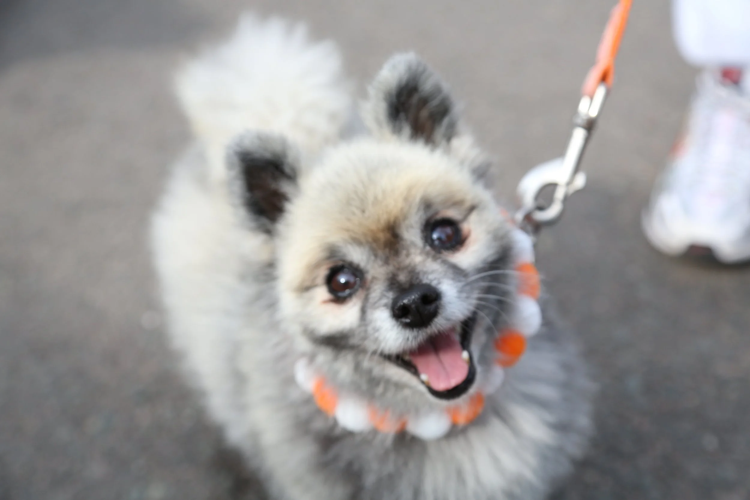 A small, fluffy dog with a wide smile, wearing a colorful flower collar, on a leash. The dog has a happy expression and is looking up at the camera.