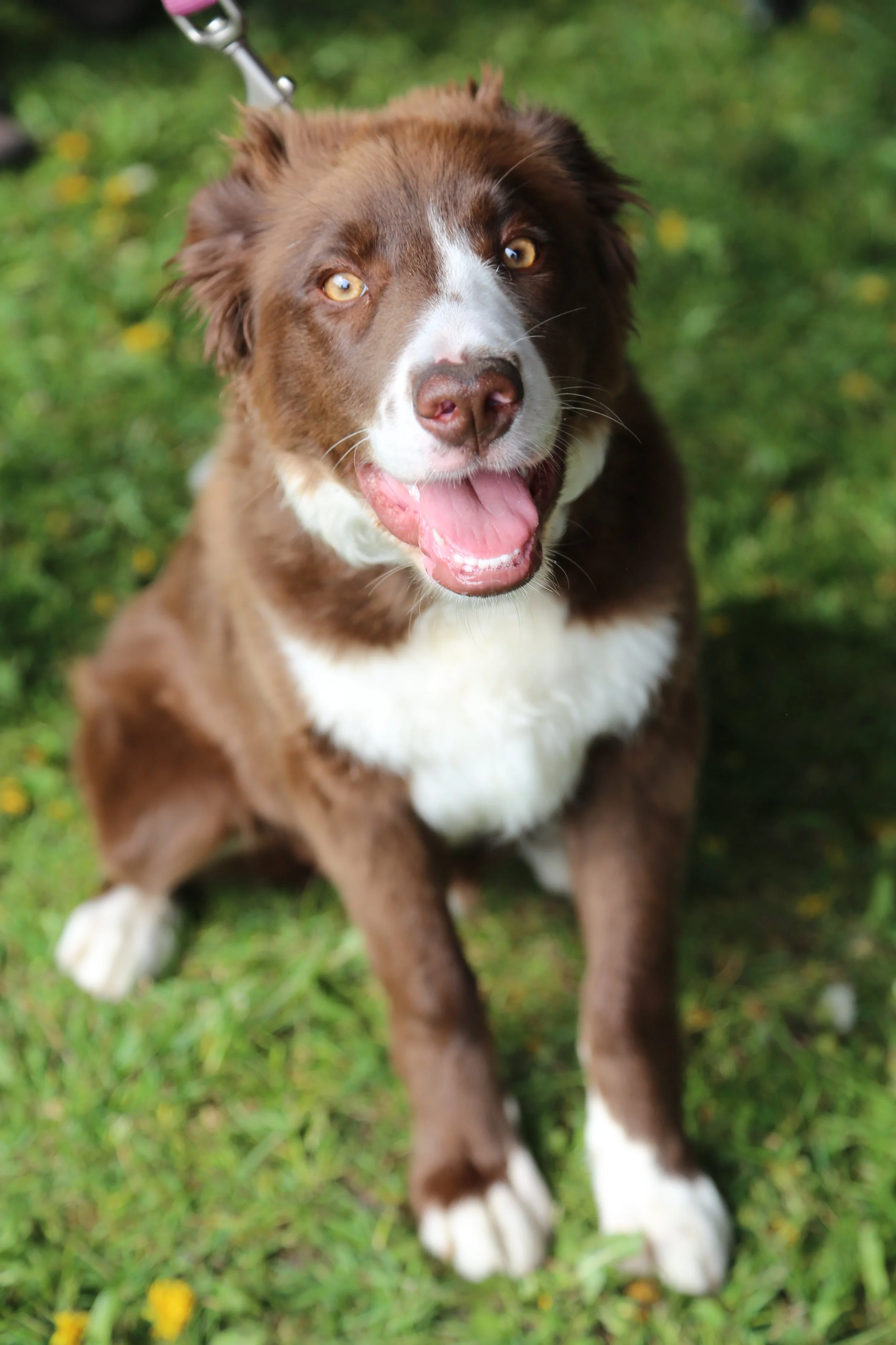 A happy brown and white dog sitting on green grass, looking up with its mouth open and tongue out.