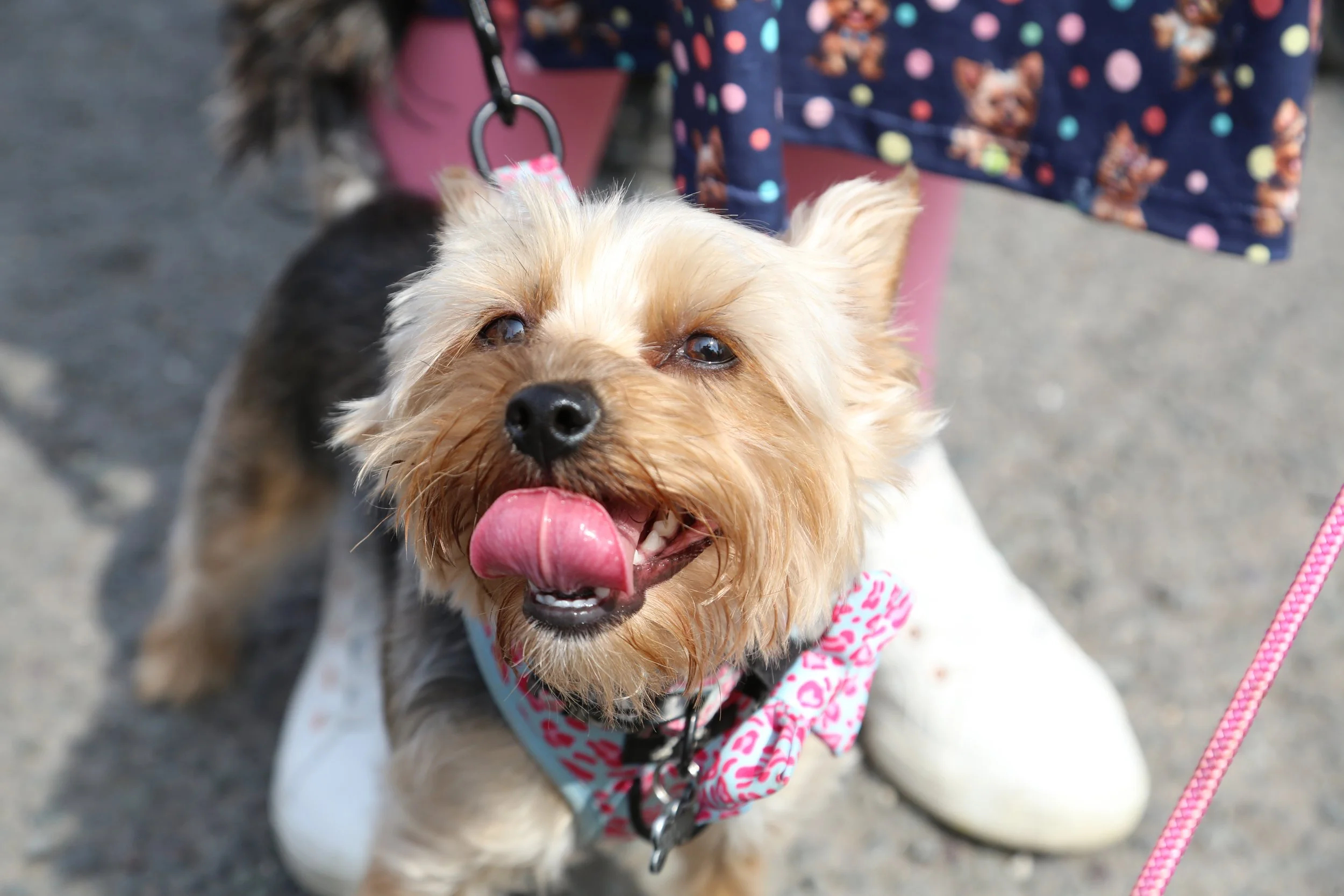 Close-up of a happy, small dog with tan and gray fur, sticking out its tongue, wearing a pink and white bandana, attached to a pink leash, being held by a person wearing white shoes and dark clothing with colorful polka dots and bear prints.