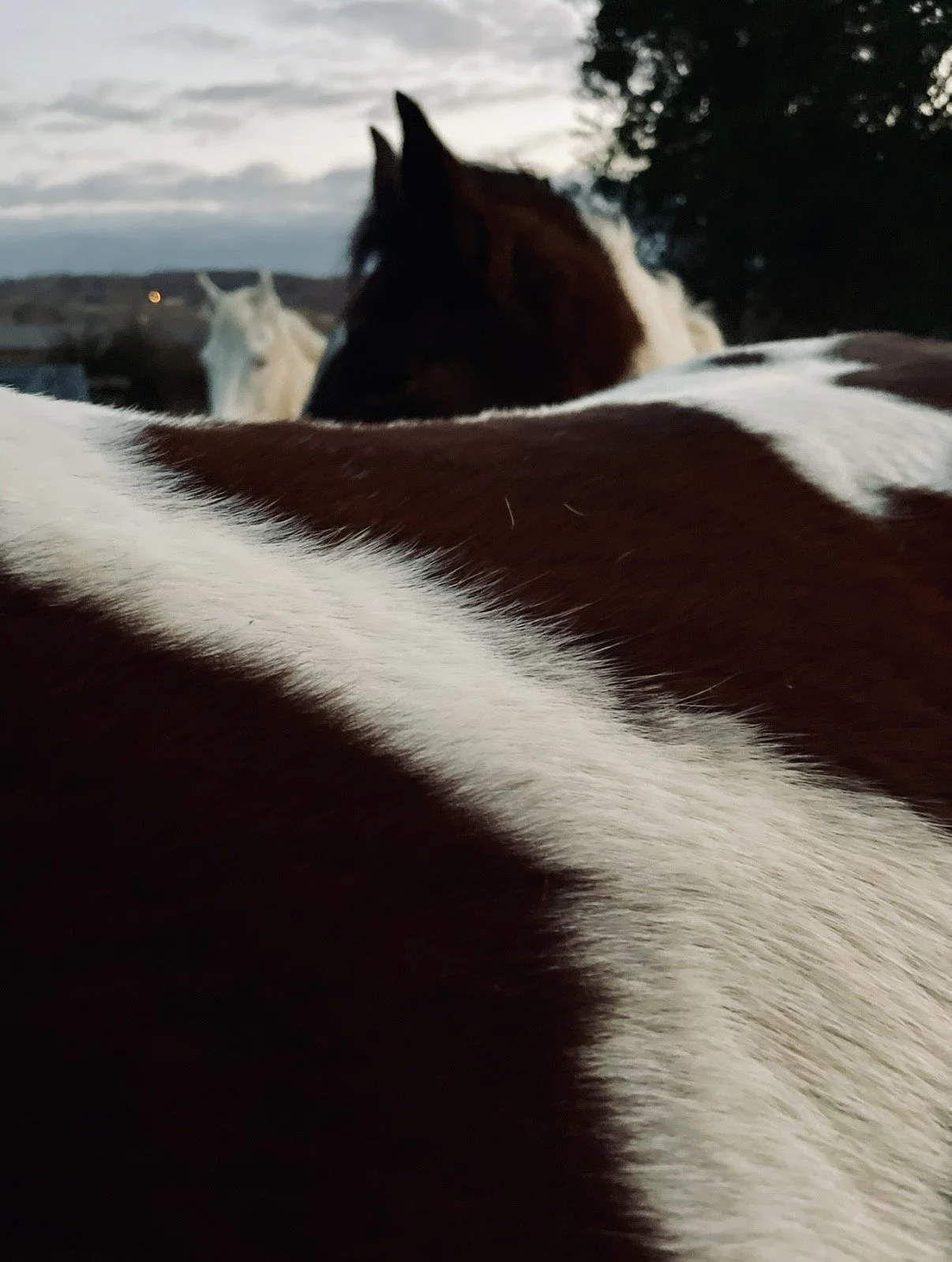 Group Custom Equine 1 Hour Session