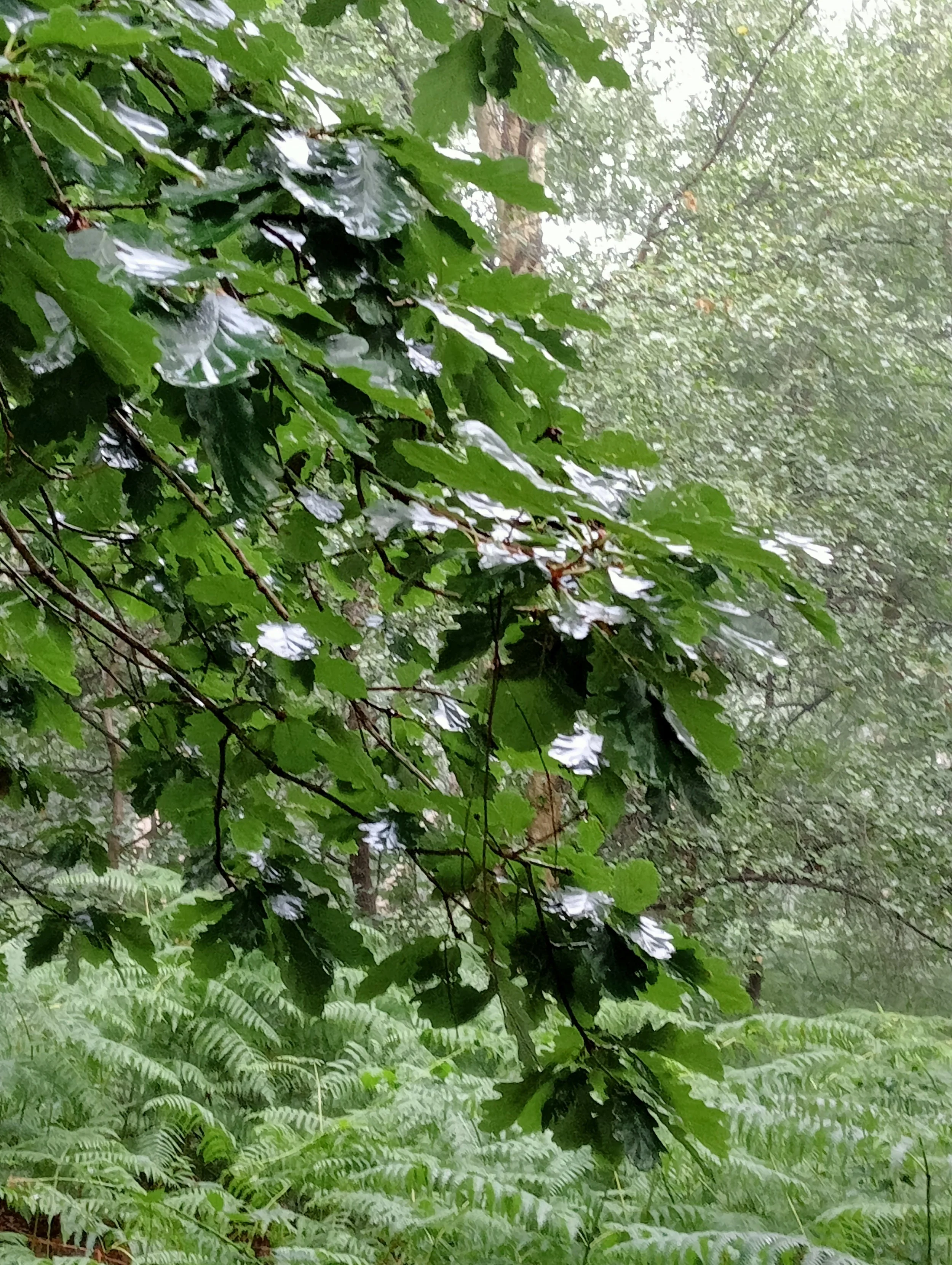 Forest Bathing at Clumber Park 28th September 2025