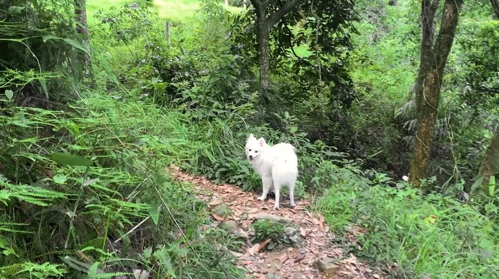 A forest dog joins a hike.