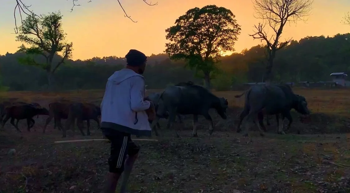  A villager herds his buffalos home at day’s end.