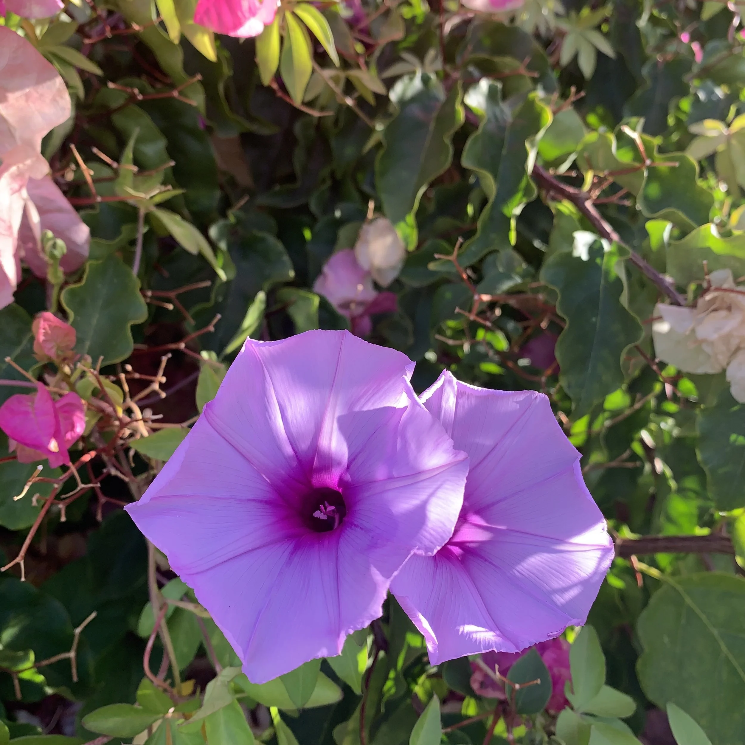Morning Glories.