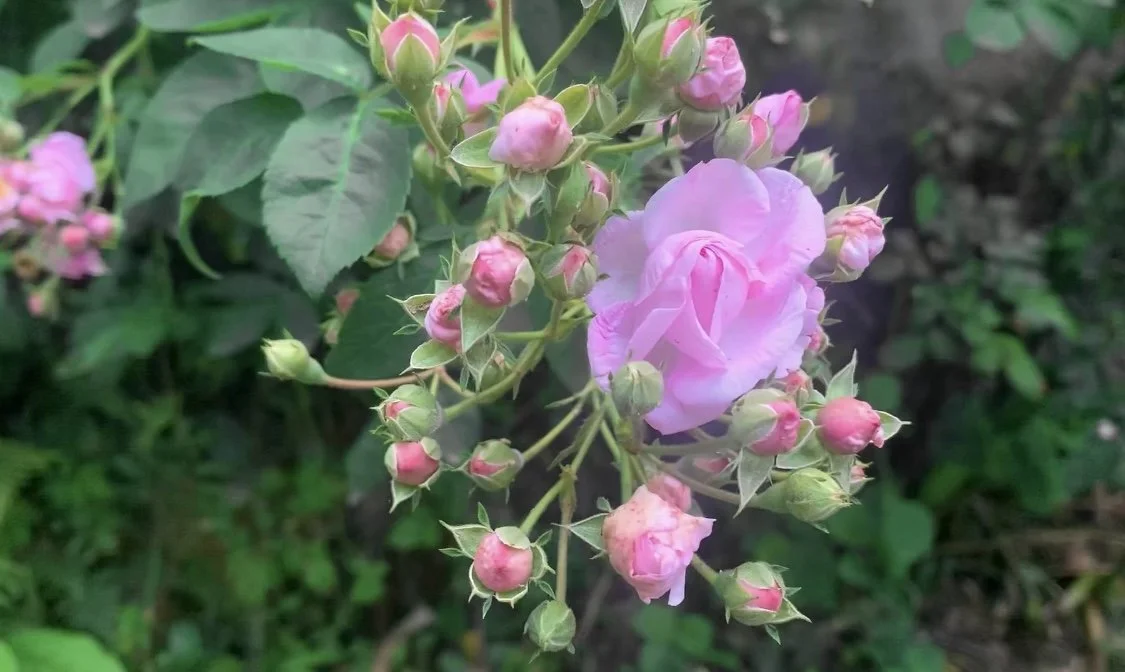 A breathtaking bunch of pink roses. 