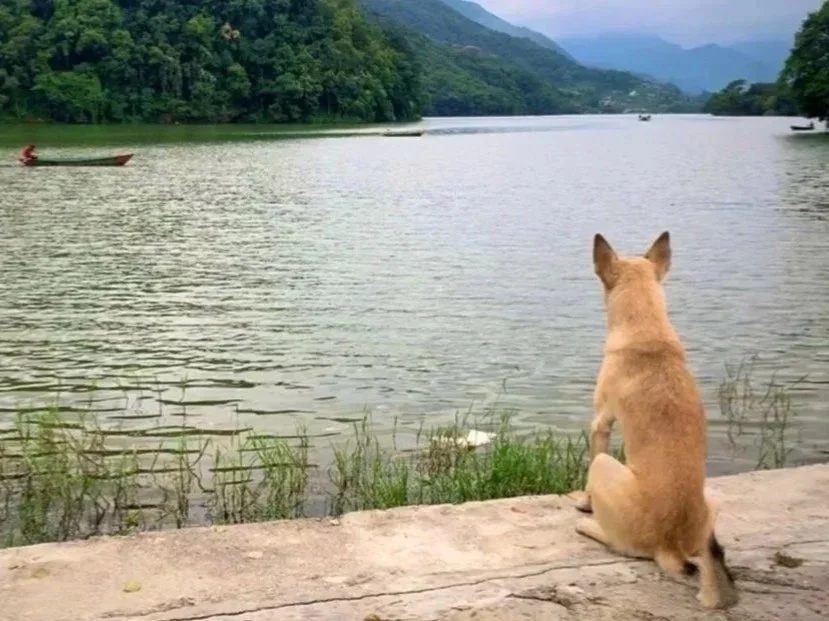 A zen stray dog meditates on the lake view.
