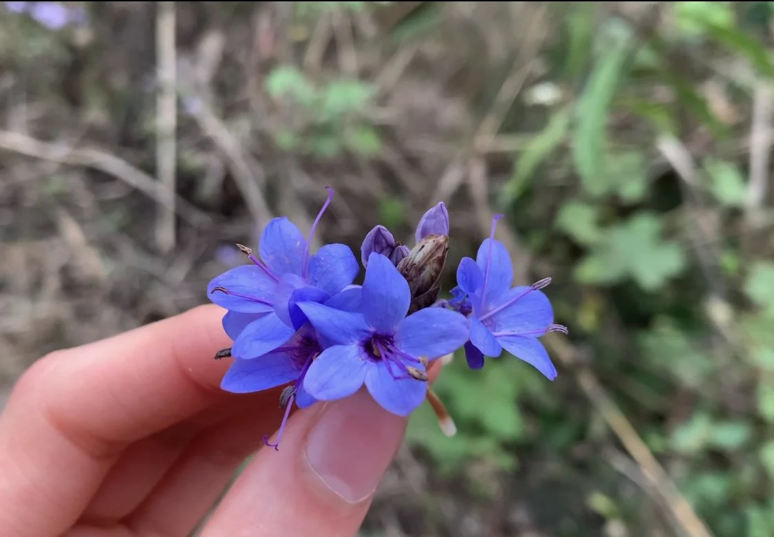 Purple bouquet of joy.