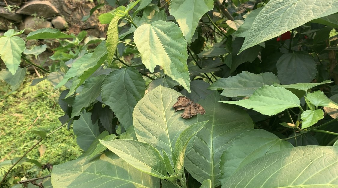 A butterfly on a leaf.