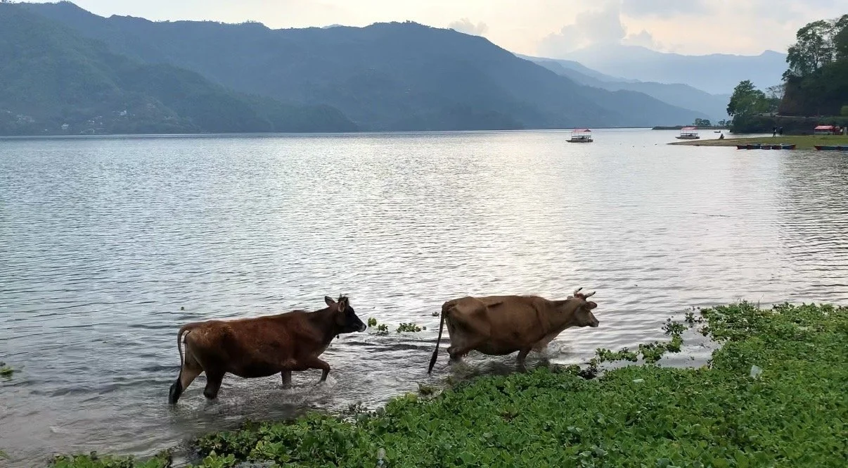 Cows stride along Phewa lake.