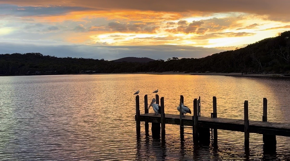 A pelican grooms itself by the sunset.