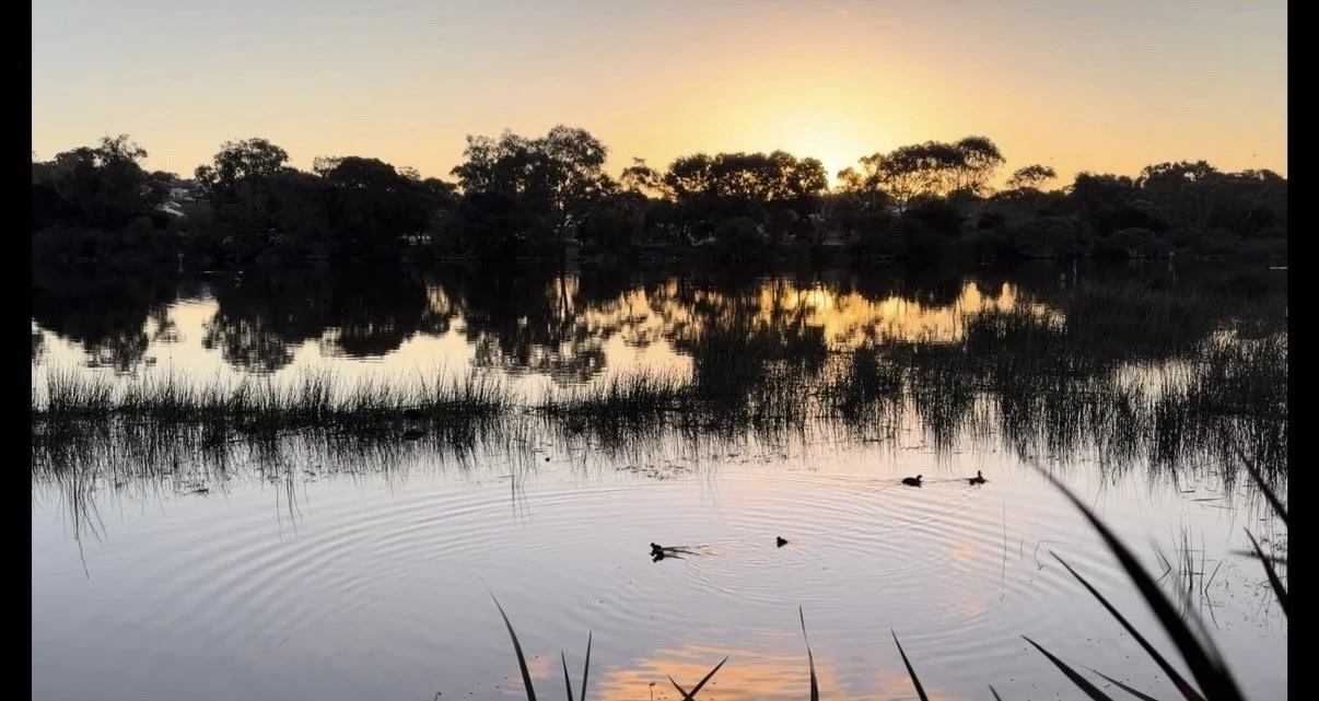 Ducklings at dusk. 