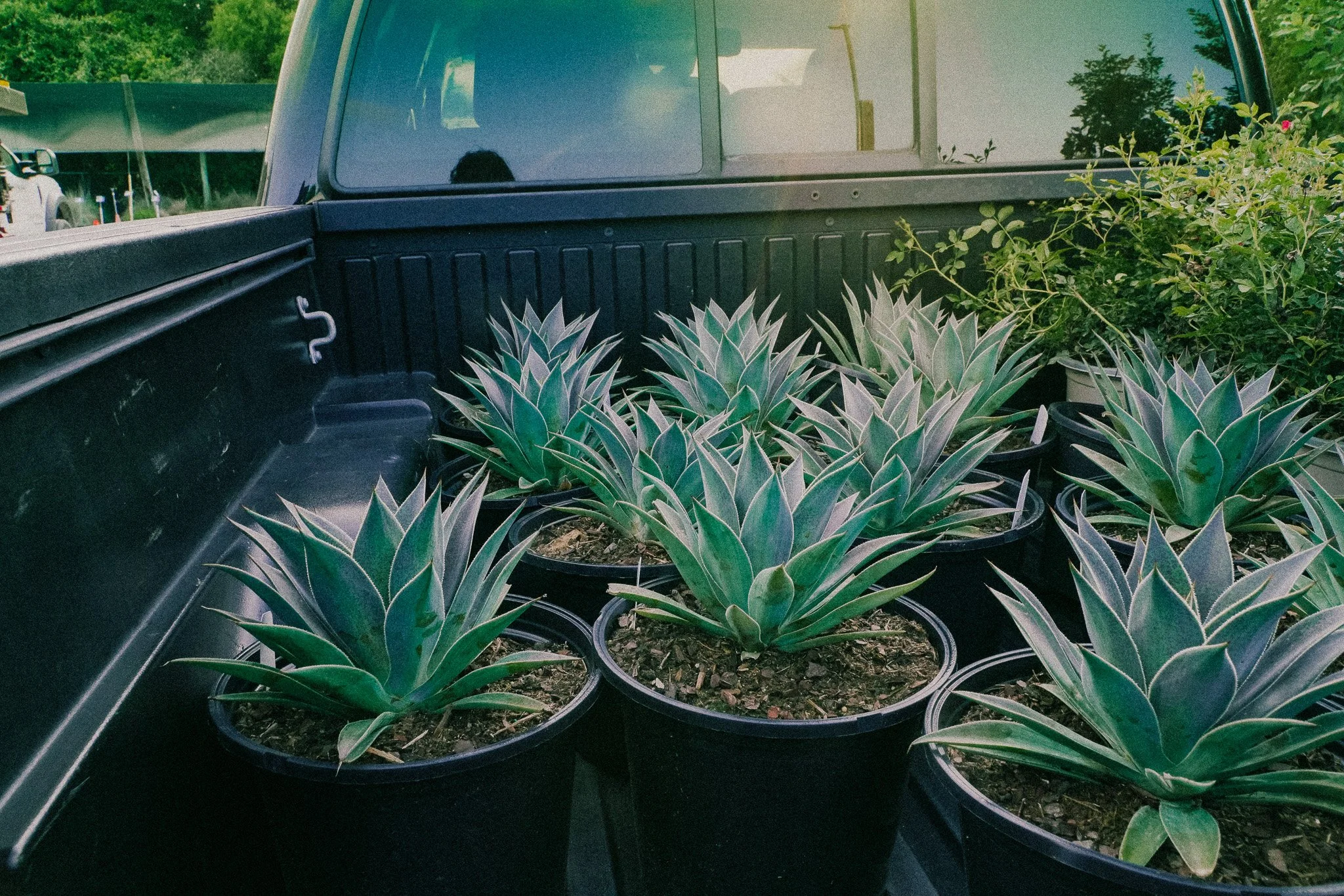 Luna Landscape & Design Plants