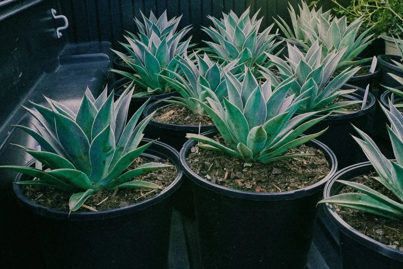 Luna Landscape and Design Plant Installation