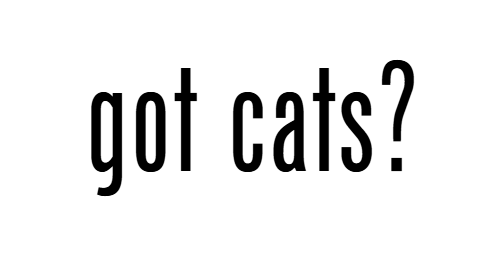 Cat Visits & Sitting in Baltimore