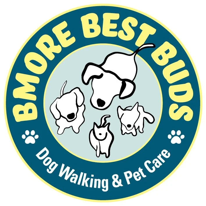 Sniff & Stay Day Camp