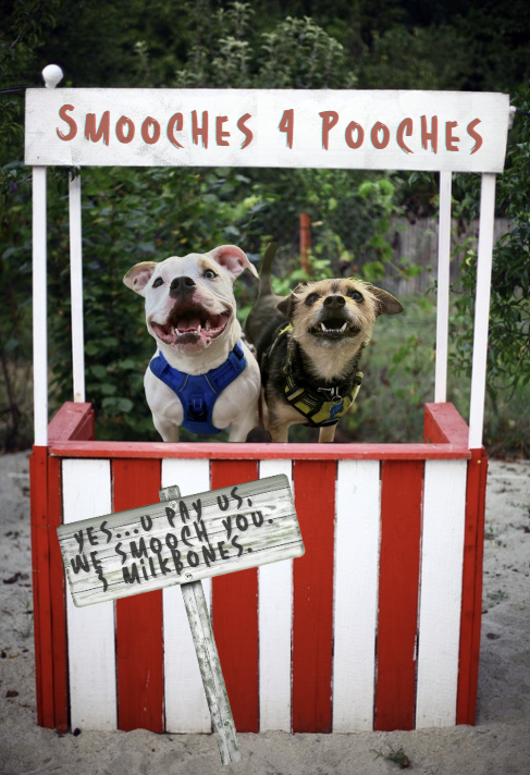 Boarding & Overnight Pet Care in Baltimore