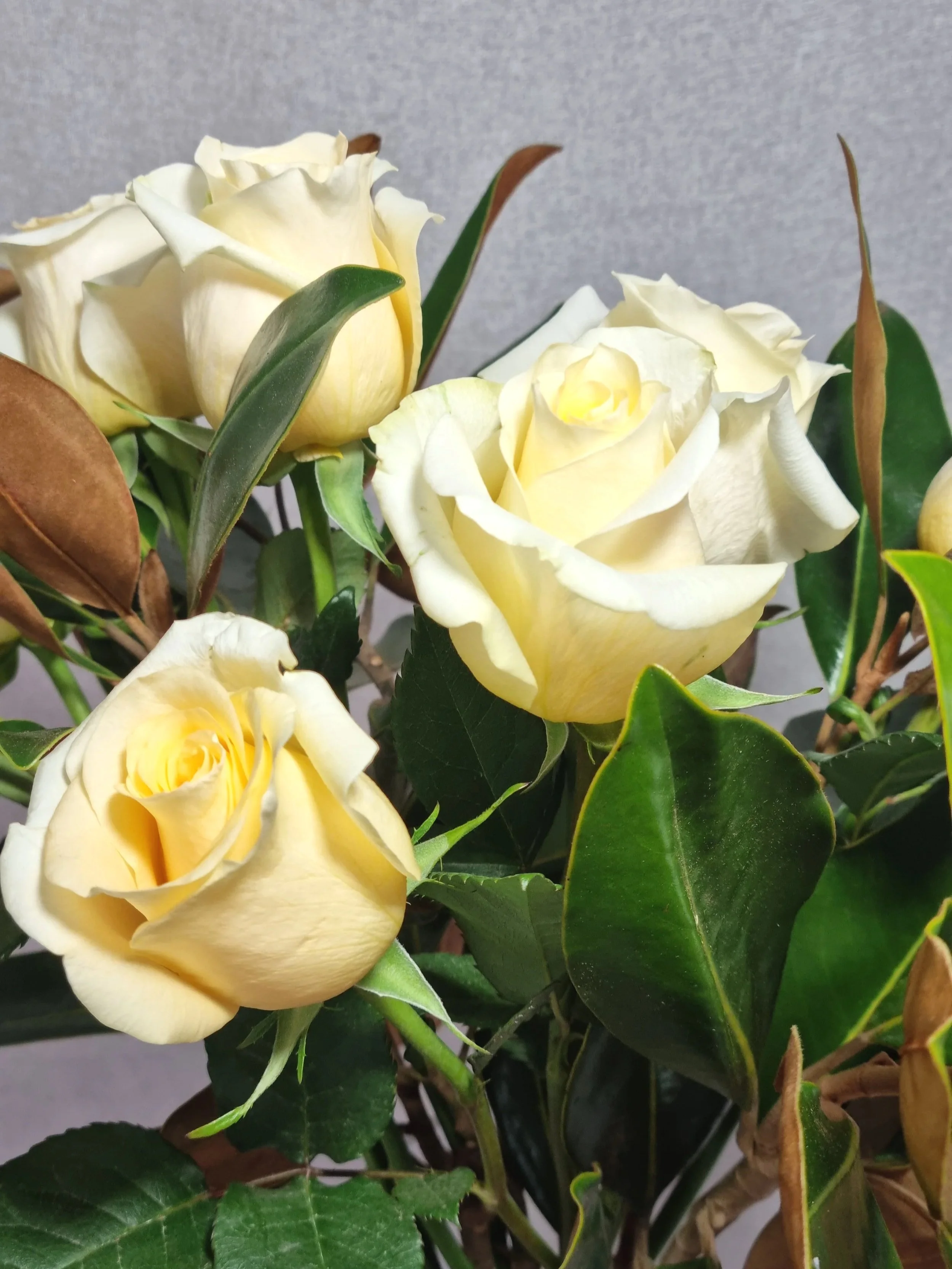 bouquet of white roses online delivery Springfield and Brisbane