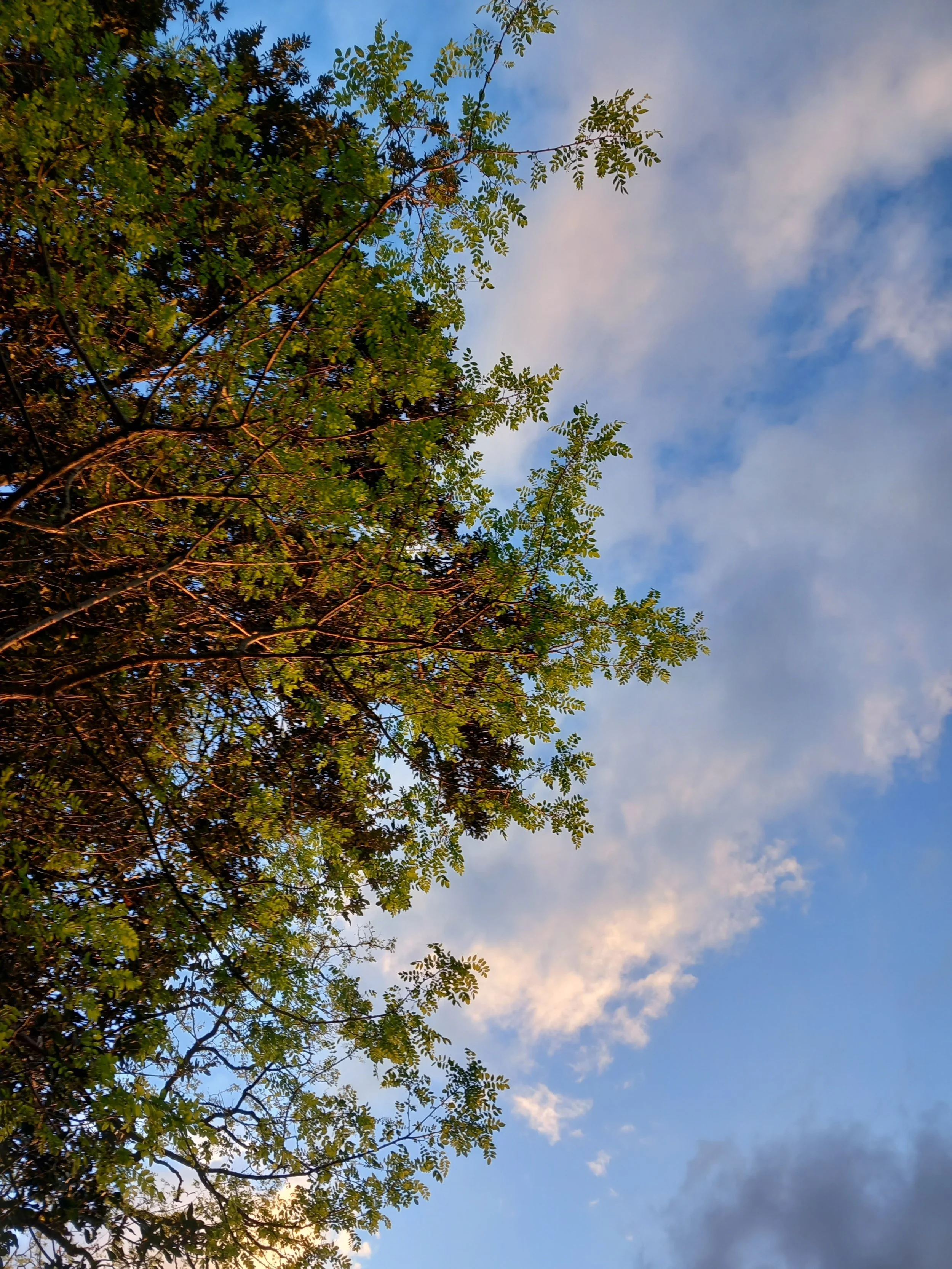 Tree branches with green leaves against a partly cloudy sky at sunset or sunrise.