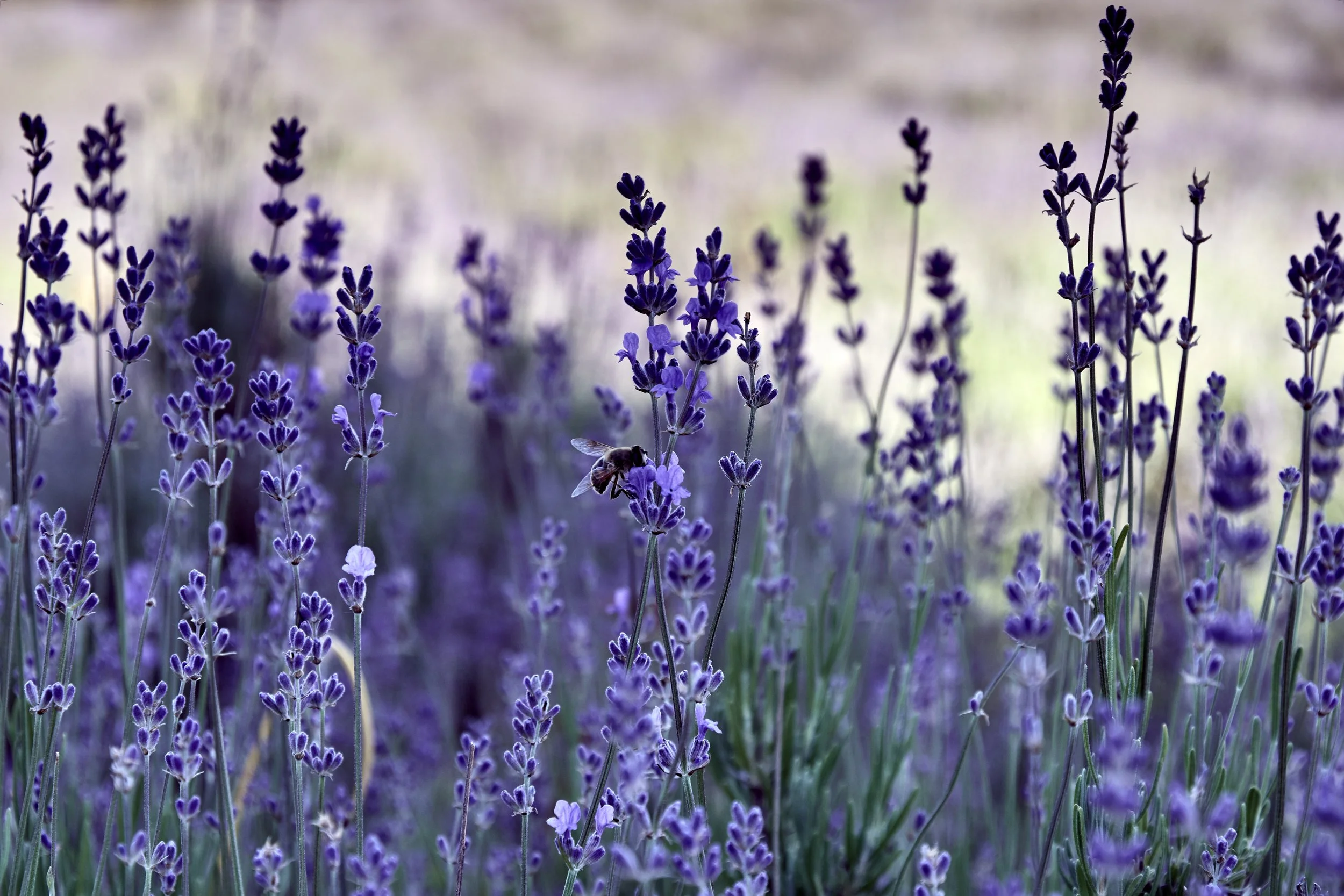closeup-shot-bee-purple-flower.jpg