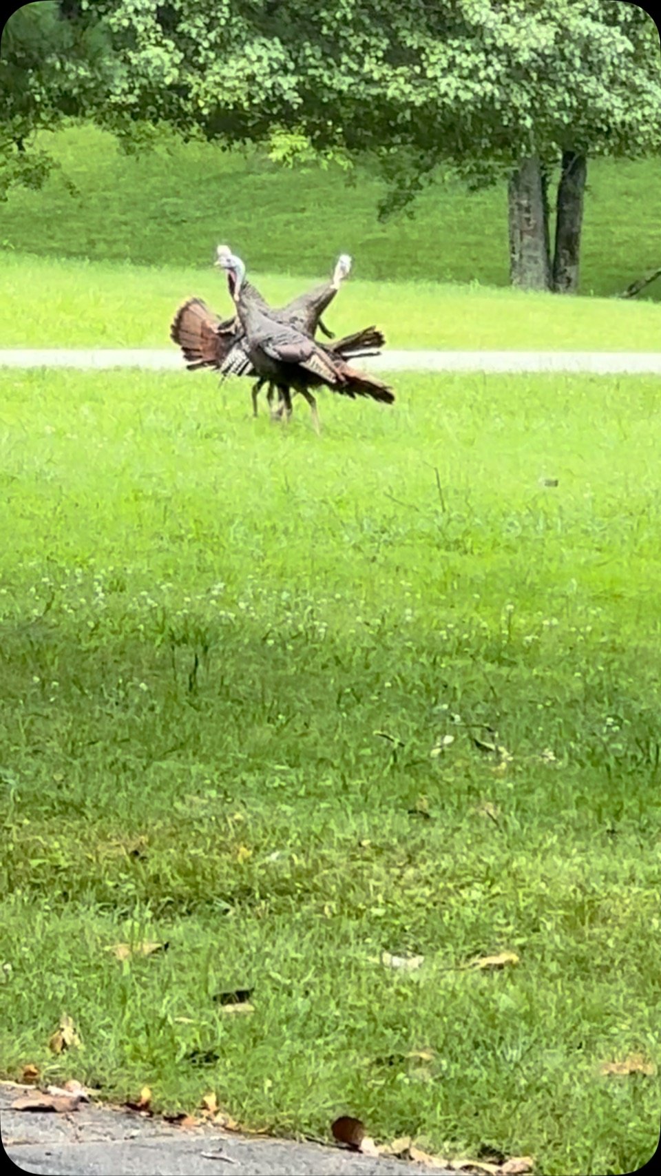 Someone messing with the wrong hen! It’s going down!#turkey #fighters