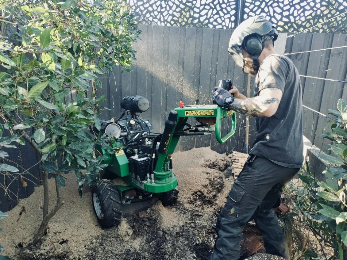 Arborist stump grinding in a tight access between a tree and fence.