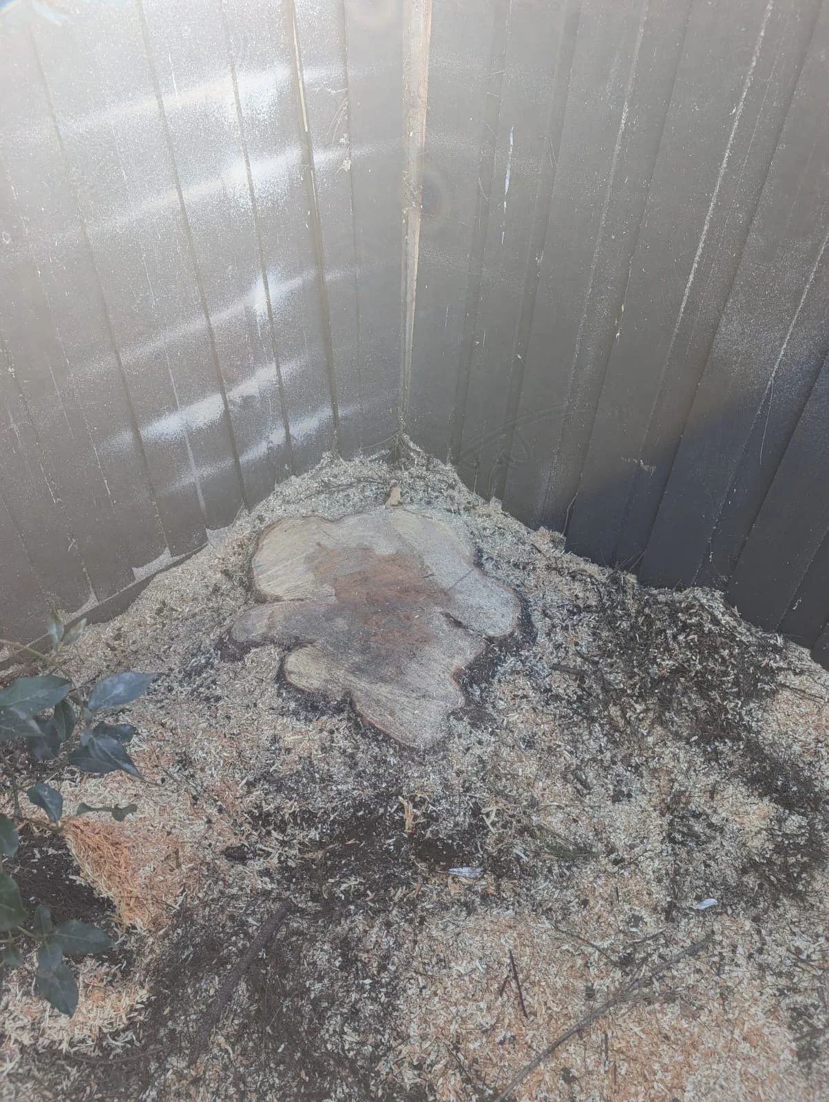 Wedged between corner fences, this stump in the back garden bed needs to be removed for future replanting..