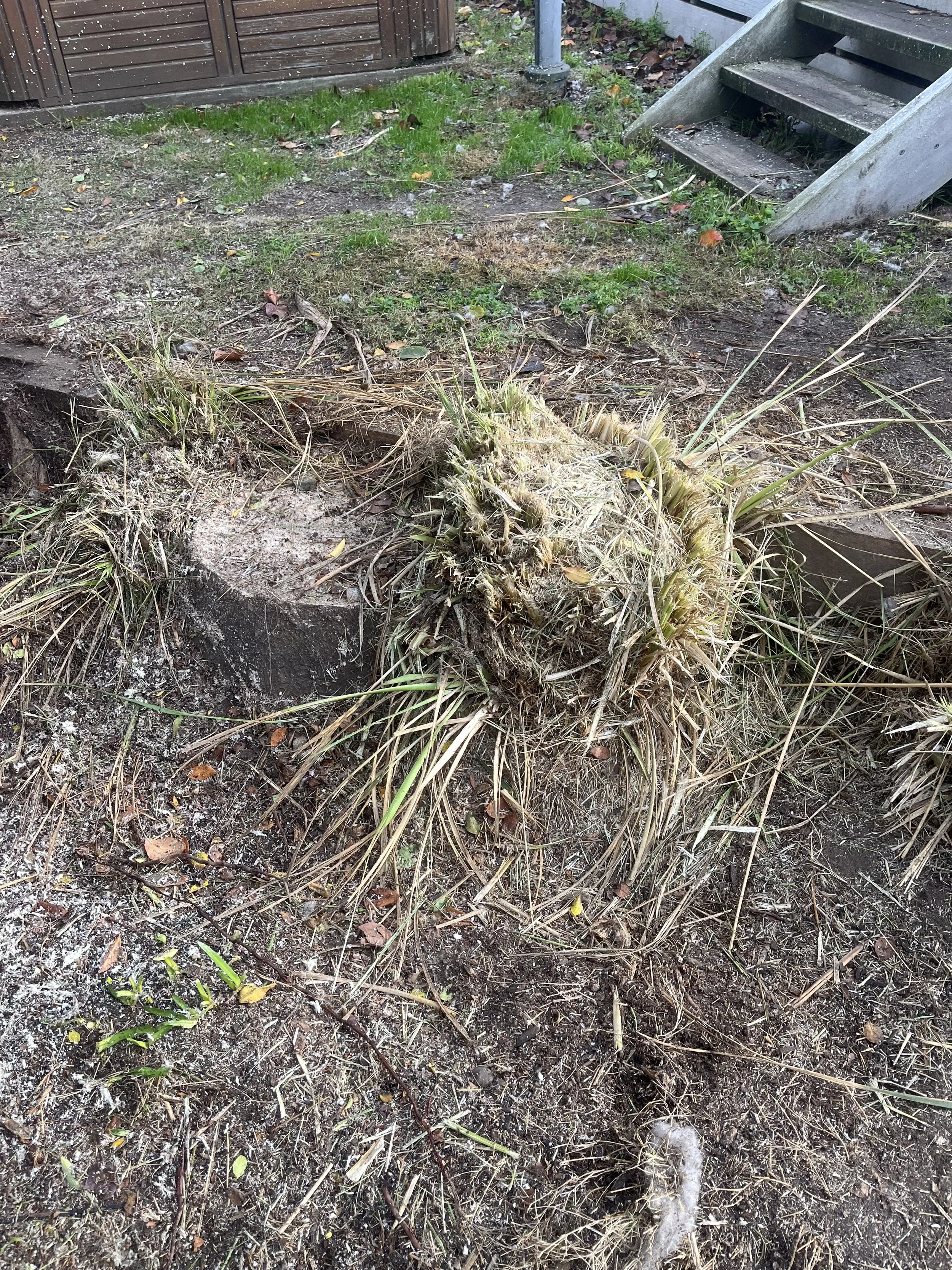 Close-up of a tree stump with dry grass and plants growing on top of it, in a yard with dirt and some greenery nearby. Limited access with stairs that are visible in the background.