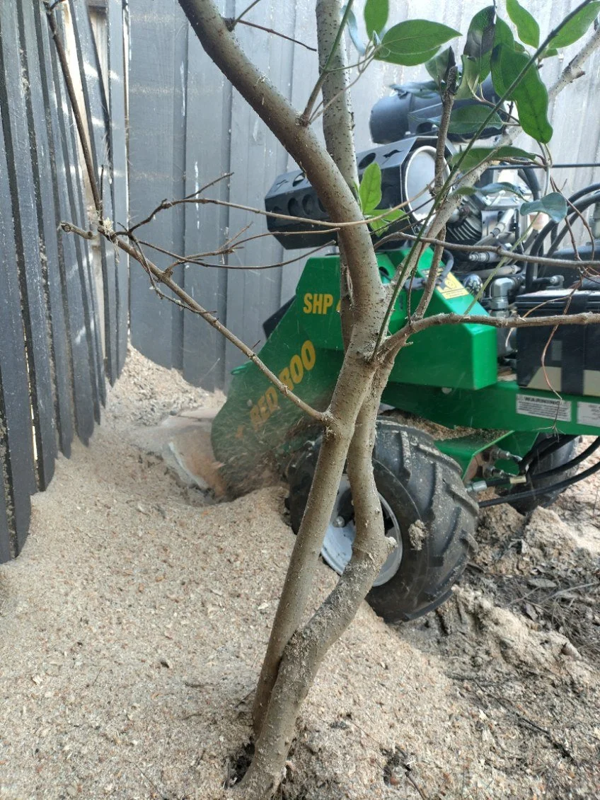 A small tree with green leaves in sandy soil, with a green and black landscape rake behind it, near a wooden fence.