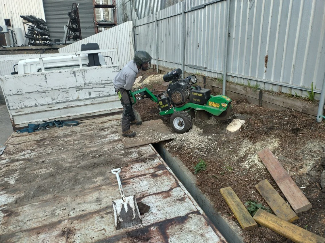 A qualified stump removals  operating a green stump grinder in a construction site, digging into the ground near a metal fence off the back of a flatbed truck. Retaining wall and services making it difficult to access wth potential safety hazards.