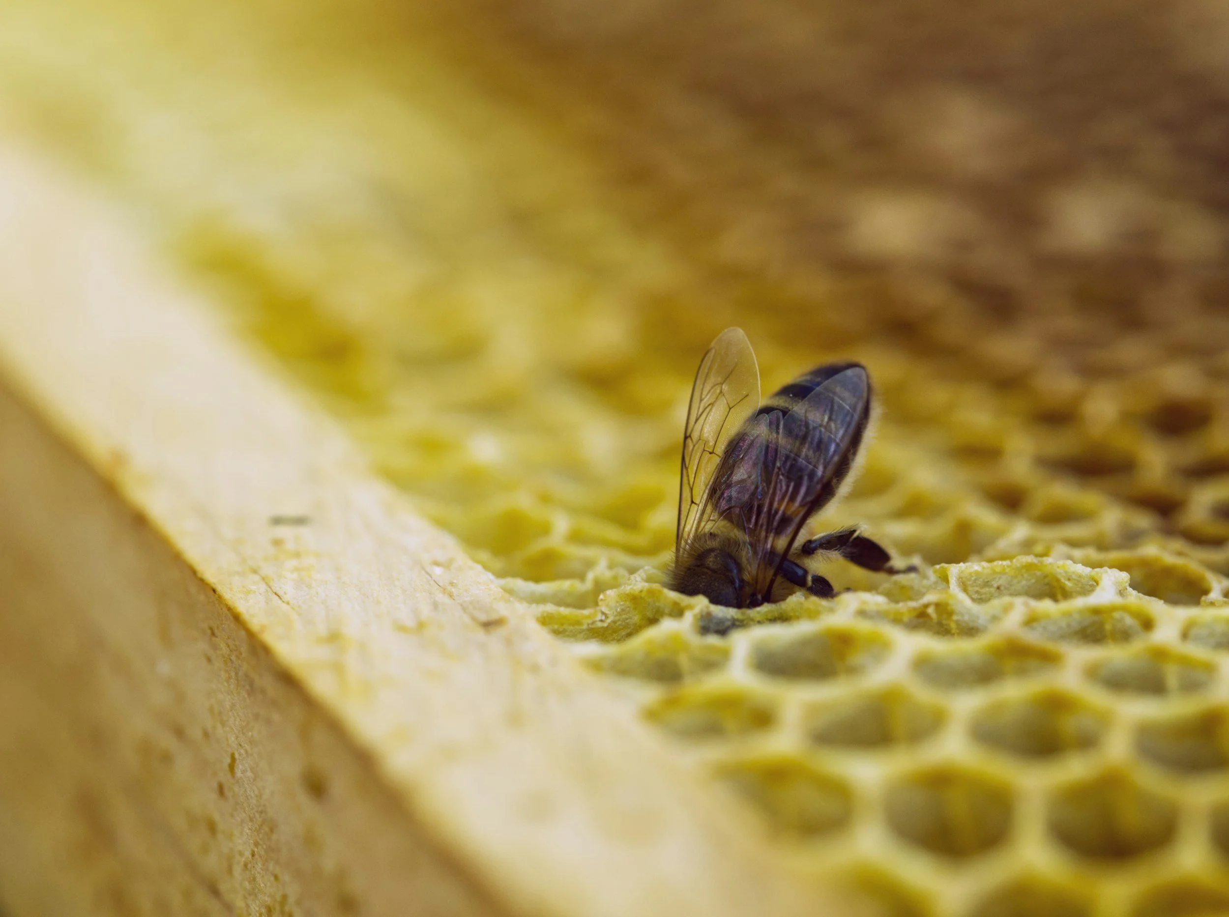 The Hive Circle (Monthly Virtual Meet-Up)