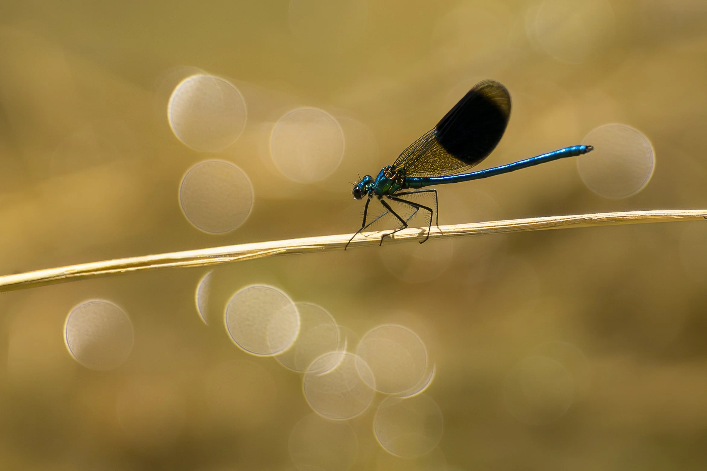 A6700519_Final.jpg