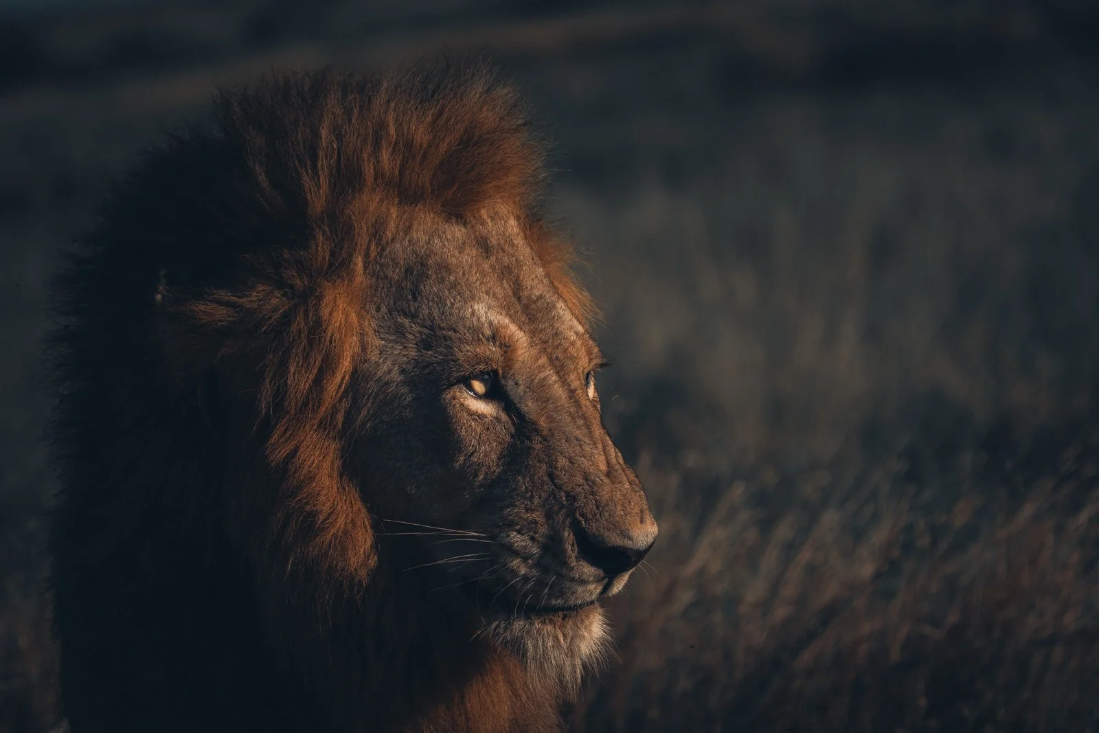 A1208252.jpg