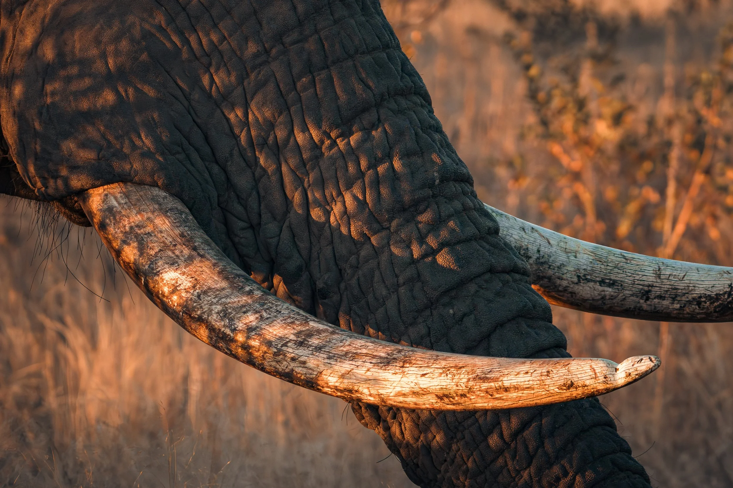 Kruger Park - Wilde Seelen