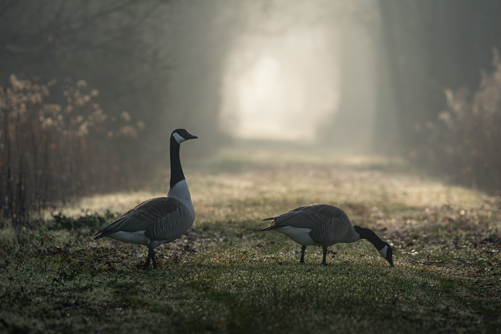 SONY ILCE-1M2 8704x6144_002300-Bearbeitet.jpg
