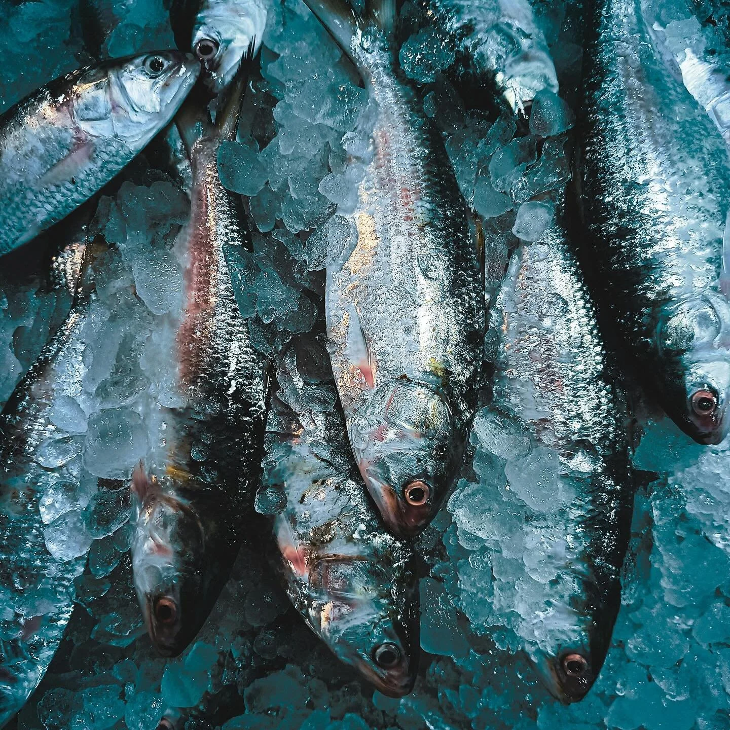 Somewhere between wind-swept shores and open fire.

Grilled, crudo, or simply dressed.