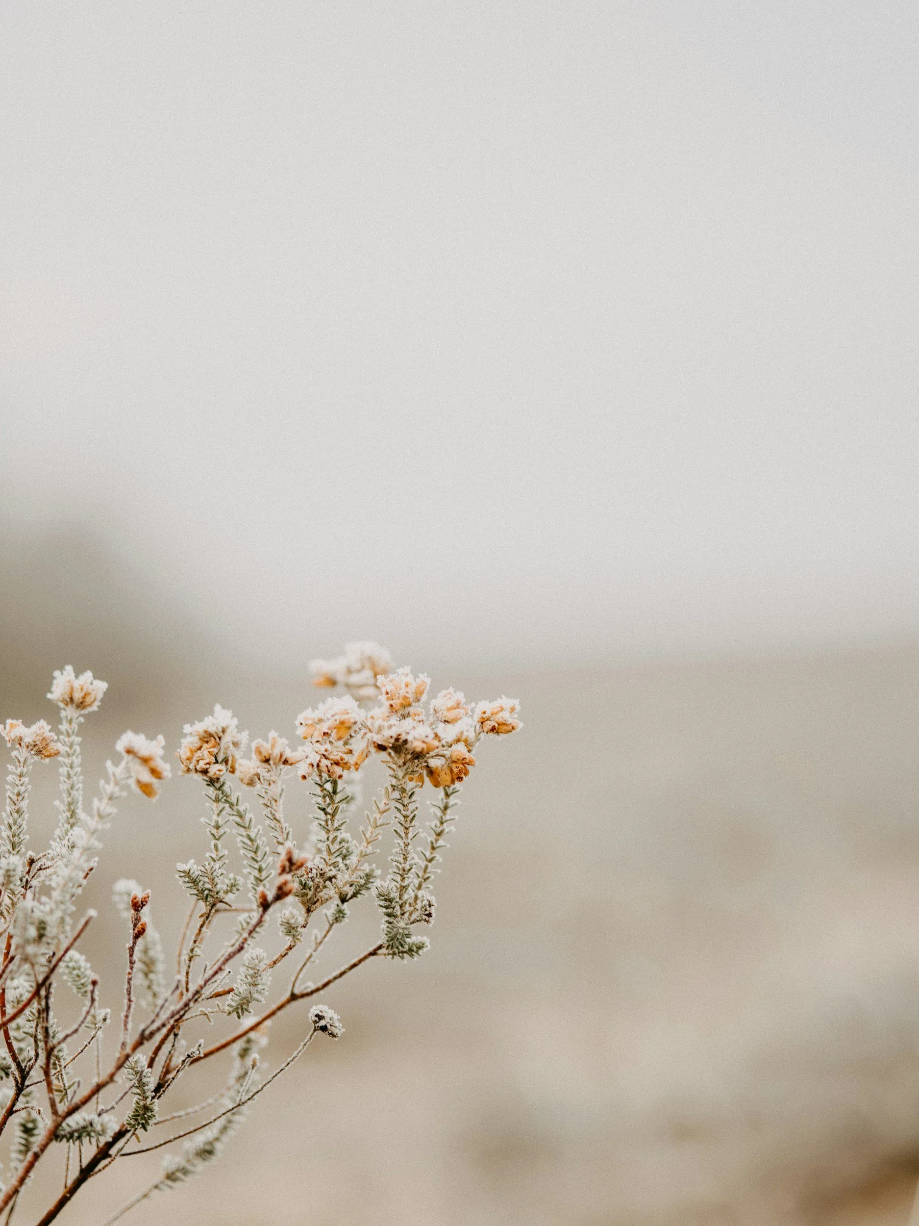 Frost-covered pink and green plant branches in a cold, gray landscape.