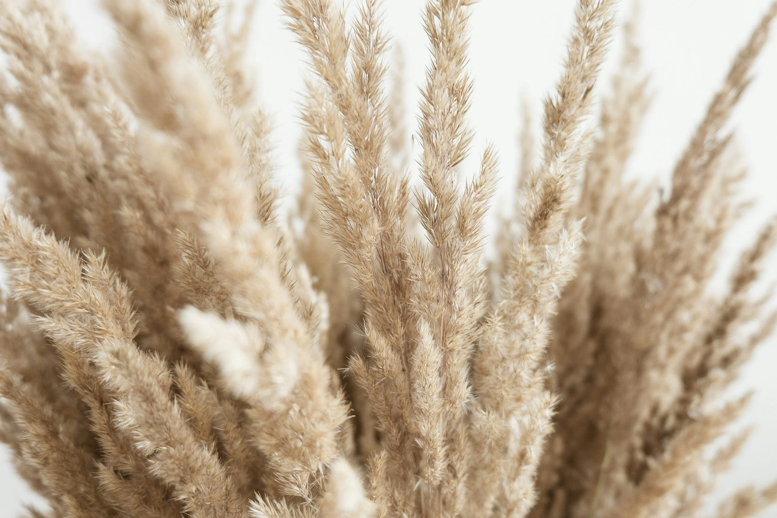 Close-up of beige dried grass stalks with fuzzy tips, against a light background.