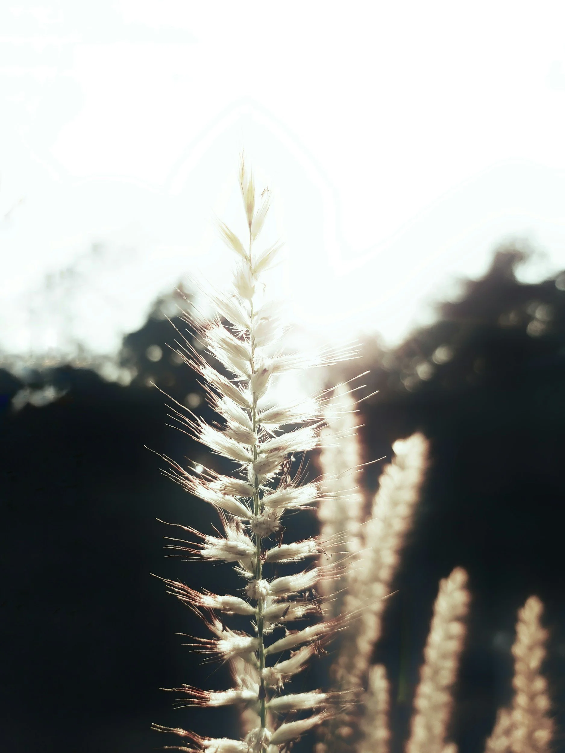 Close-up of a tall grass with feathery seed heads backlit by sunlight, creating a glowing effect and a blurred background.