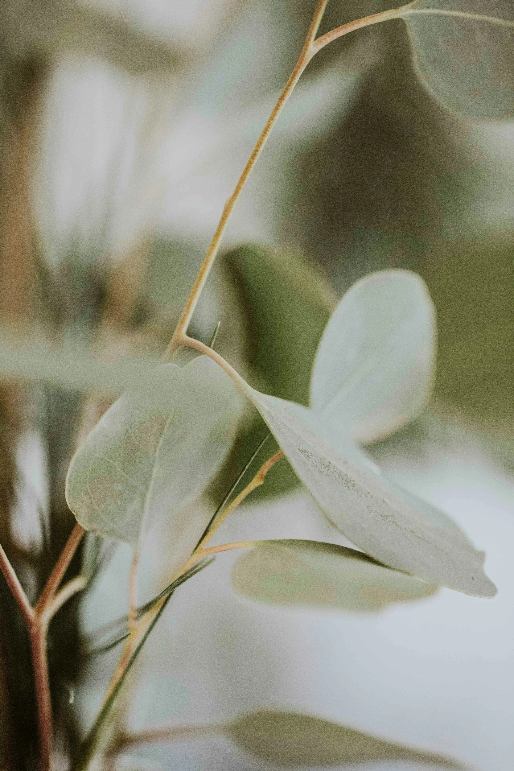 Close-up of eucalyptus leaves with muted green tones and a slight pinkish hue on the stems.